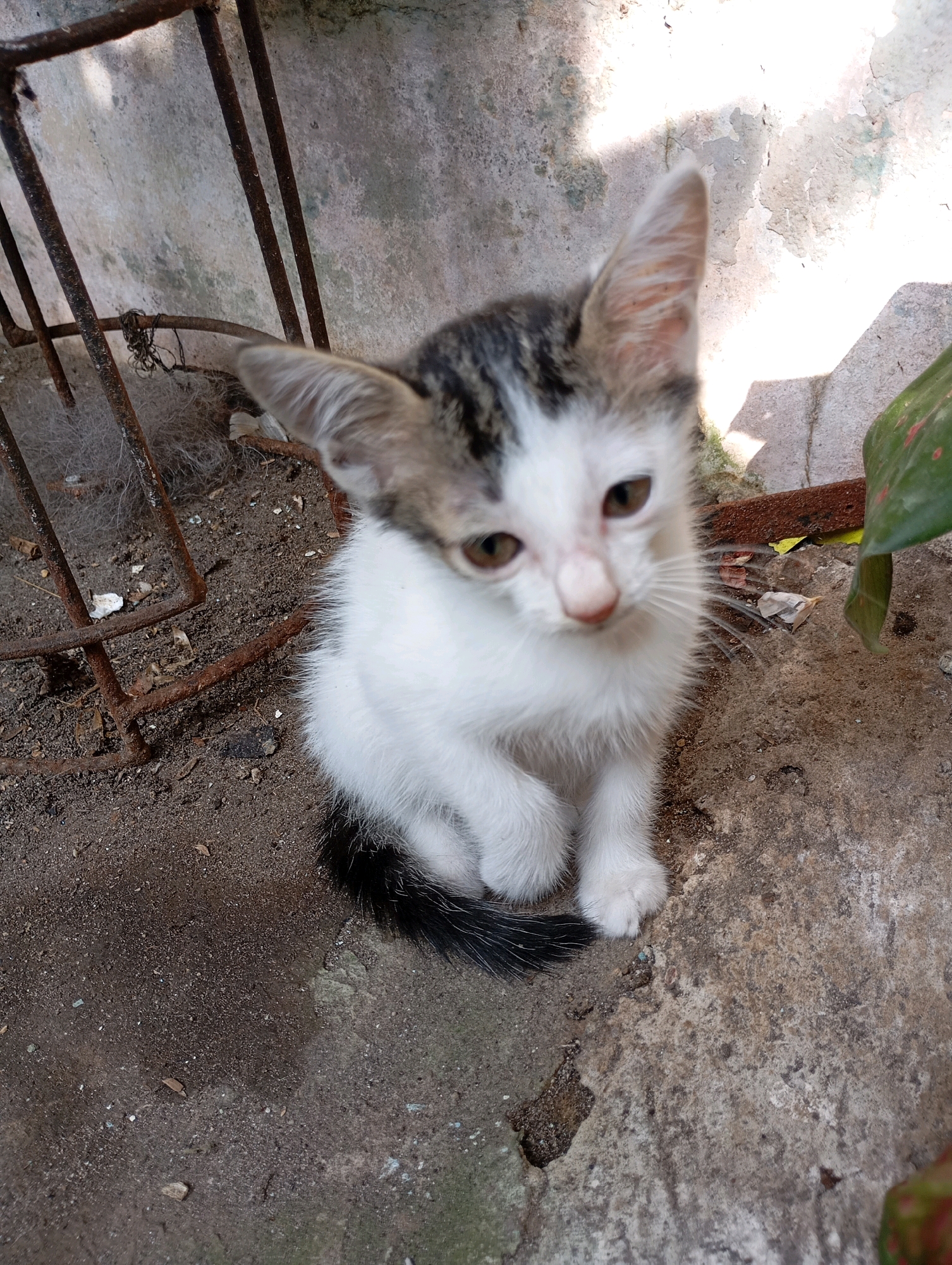 A young kitten, predominantly white with grey and black tabby markings on its head and tail, is seated on rough, textured concrete. The kitten has large ears, light brown eyes, and white whiskers. Its body is small, with fluffy white fur on its chest and legs, and a black and white striped tail curled around its body. The background consists of a textured, weathered concrete wall and a rusty metal grate. The ground is a mix of soil and concrete debris. The lighting suggests an outdoor environment, with shadows indicating sunlight. The scene appears to be an outdoor, possibly urban or suburban, setting in Balikpapan, Indonesia, perhaps an alleyway or courtyard.