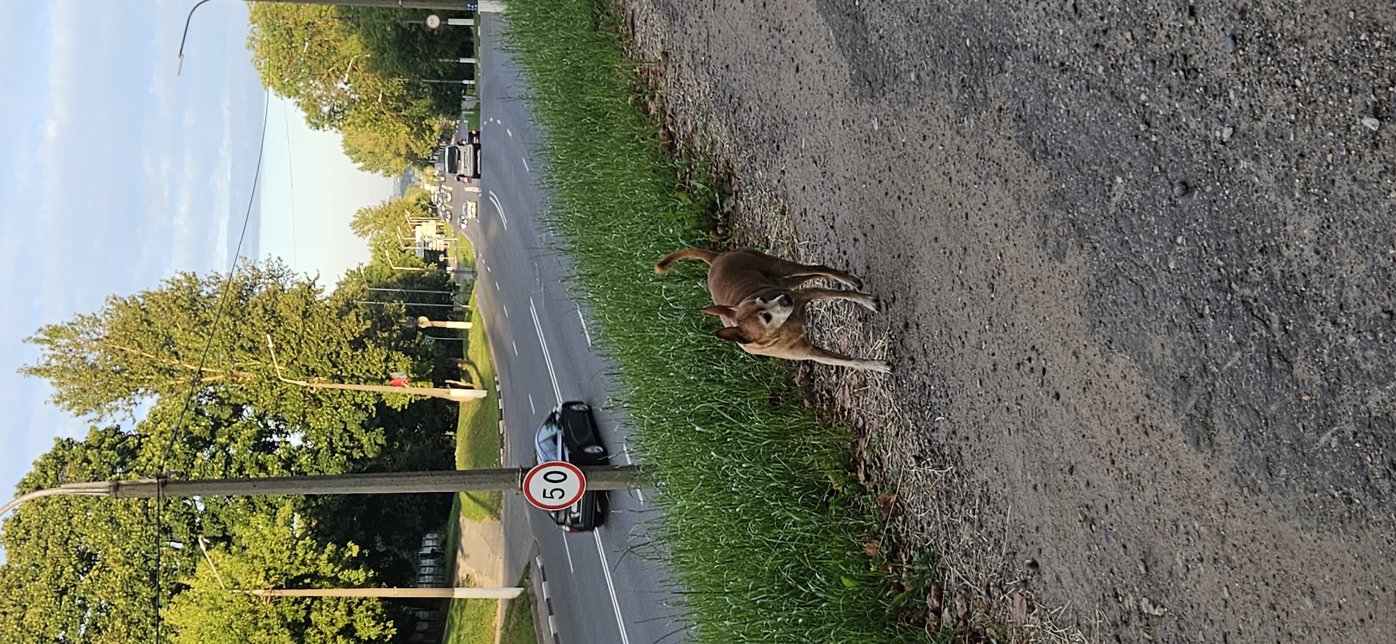 An alert, medium-sized tan dog walks on a dirt shoulder beside a paved road in Vitsebsk, Belarus. The dog, with pointed ears and a curled tail, faces left. The road, marked with white lines, curves to the right and has several cars traveling on it. A speed limit sign indicating "50" is visible on a pole to the left of the road. Lush green grass grows along the edge of the road, and tall trees line the distant horizon. The sky is a light blue with scattered clouds. The scene is illuminated by natural light, suggesting it is daytime.