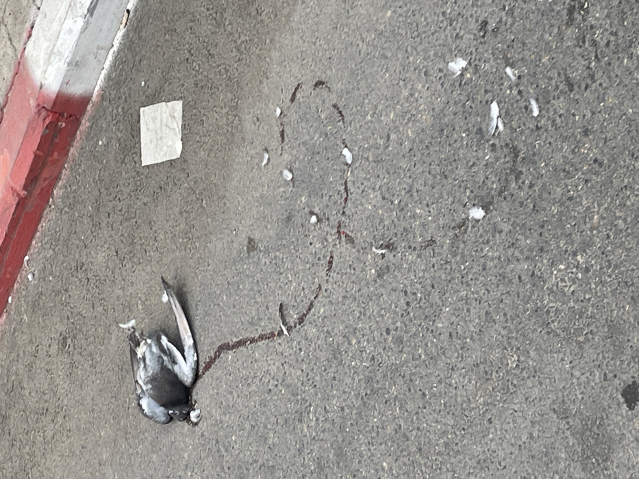 An image captured in Tel Aviv-Yafo, Israel, depicts a deceased rock dove (pigeon) lying on its dorsal side on a grey, granular paved surface. The bird's body is positioned approximately 20-30 centimeters from a curb, which is painted with alternating red and white stripes. Dark red fluid, consistent with blood, emanates from beneath the pigeon's head and neck area, forming a distinct, winding trail that extends approximately 60-70 centimeters across the pavement. Numerous small, white feathers are scattered around the bird and along the blood trail. A crumpled piece of white paper or tissue is visible on the pavement, to the right of the blood trail and closer to the striped curb. No living individuals are present in the scene, which appears to be an urban roadside environment.