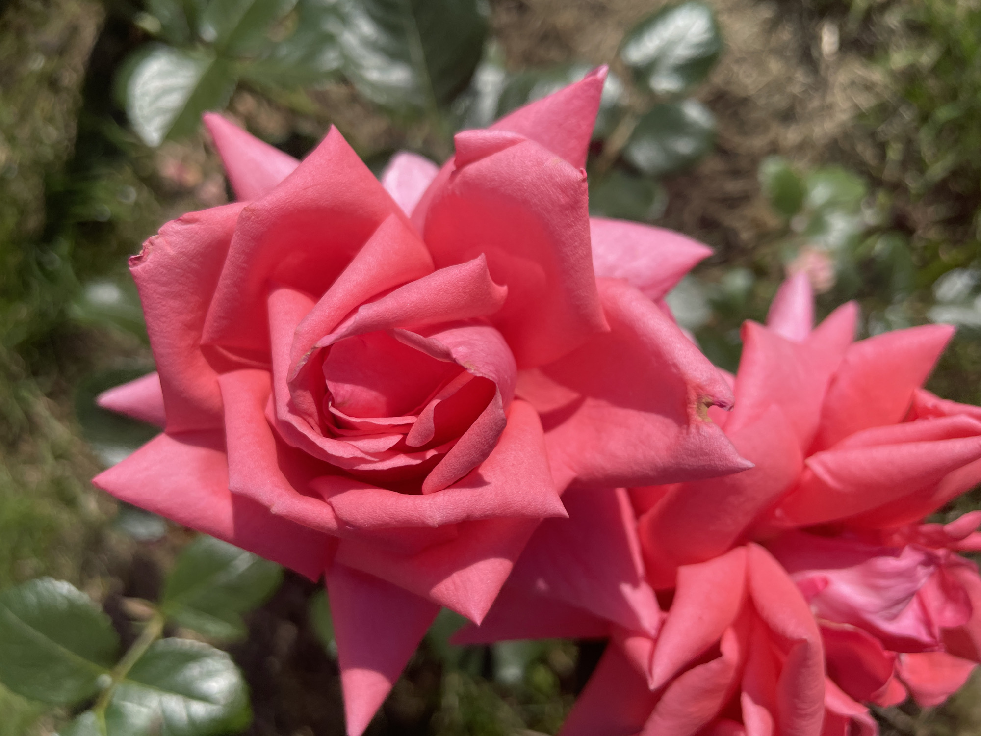 The image displays a close-up view of two pink roses in bloom, with the main focus on the rose in the foreground. Its petals are delicately unfurling, revealing layers of soft pink hues. The lighting suggests it is daytime, with sunlight casting shadows and highlighting the textures of the petals. The background is softly blurred, showing glimpses of green foliage and the earthy ground, indicating an outdoor garden setting. The second rose, partially visible to the right, is also in focus and shares a similar vibrant pink color. The scene evokes a sense of natural beauty and the tranquil atmosphere of a garden. No people, text, or specific events are depicted. The location is Aropakkuzi, Russia.