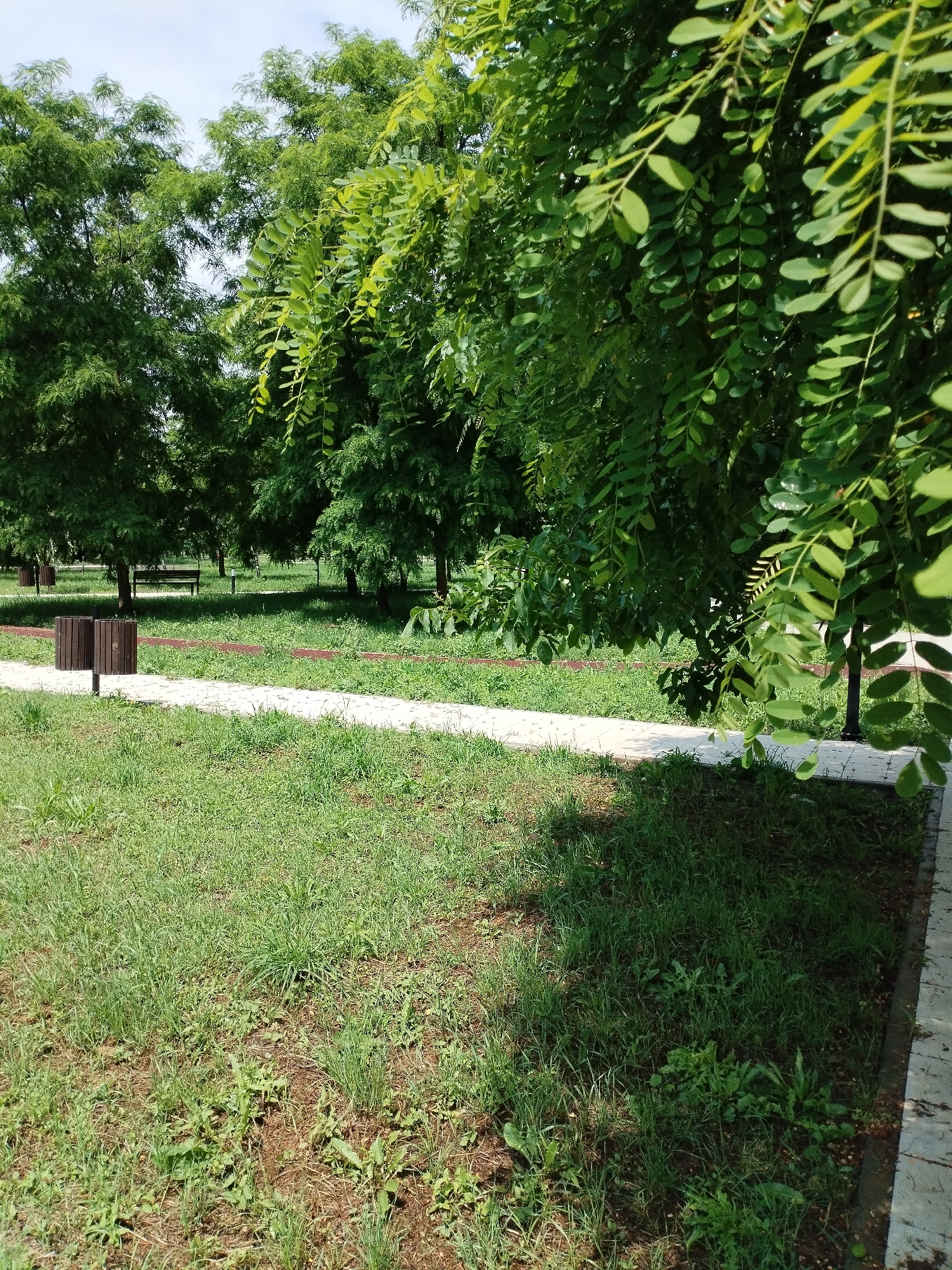The image shows a park area with a paved walkway winding through a grassy landscape dotted with trees. Two dark brown trash receptacles are positioned near the start of the walkway on the left side of the frame. In the background, several benches are visible beneath the canopy of trees. The foliage is lush and green, indicating a temperate season, possibly spring or summer. The sky above is overcast with some patches of lighter sky peeking through. The overall scene depicts a public recreational space in Vinogradny, Russia.