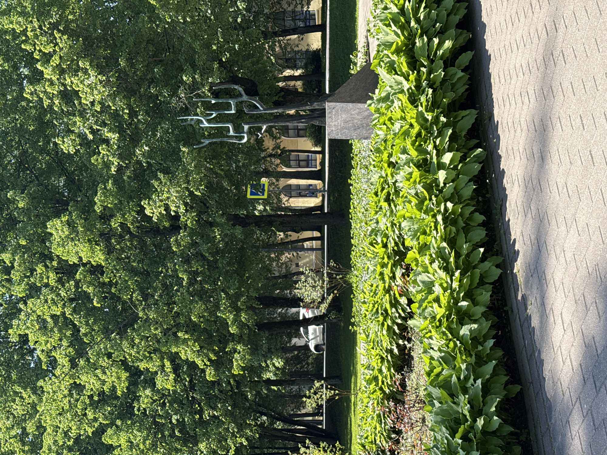 The image captures a vibrant, sunlit outdoor scene, likely in a park or along a tree-lined street in Zelenogorsk, Russia. The perspective is positioned along a paved pathway that occupies the right side of the frame, featuring a distinct geometric pattern.
Immediately adjacent to the pathway is a lush garden bed, brimming with dense, bright green hosta plants. Their broad leaves exhibit various shades of green, with some appearing variegated, and are well-illuminated by direct sunlight. Within this garden, a dark grey stone base supports a striking metallic sculpture. This artwork consists of several polished, silvery branches or prongs that curve upwards, resembling a stylized tree or abstract form.
Further to the left, a row of mature deciduous trees with rich green foliage creates a natural canopy, casting dappled shadows. Through the spaces between the tree trunks, a light-colored building with multiple arched windows is visible in the background. A white car is partially obscured by trees further down the line. A yellow triangular road sign, displaying a black pedestrian crossing symbol, is affixed to a pole amongst the trees.
The scene is bathed in bright sunshine, suggesting a clear, pleasant day, likely morning or late afternoon given the quality of light and the distinct shadows. The overall atmosphere is peaceful, with no people present. Although some text is faintly visible on banners on the distant building and possibly etched into the sculpture's base, it is too indistinct to be read.