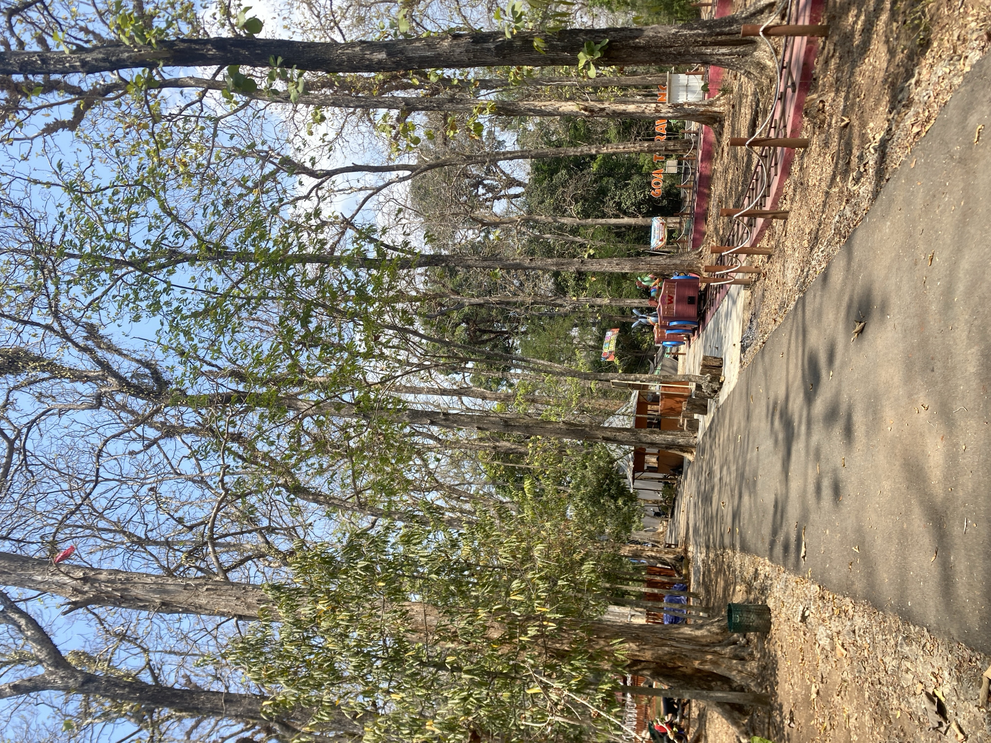 This image depicts a paved path winding through a forest with tall, slender trees. The path is flanked by dry, leaf-covered ground on the left and a reddish-pink raised track with a rope fence on the right. In the background, there are several small, rustic wooden structures and some colorful signage. One sign appears to read "GOA TRA..." suggesting it might be related to a tourist attraction. On the left side of the path, there are some tables and chairs set up. On the right side, near the track, there is a small train with people on it. The sky is clear and blue. The overall scene suggests an outdoor recreational area in a wooded setting.