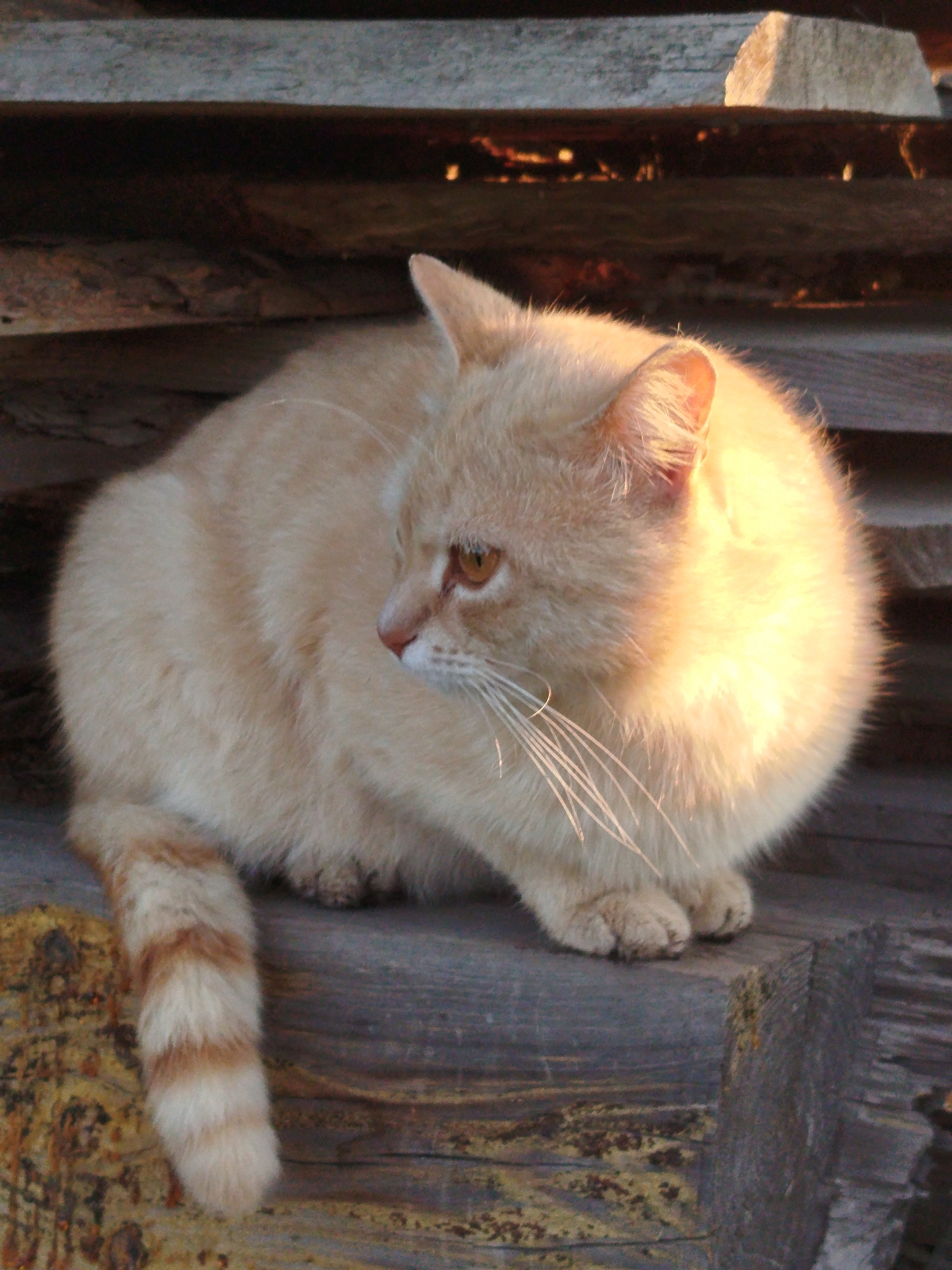 In Ustyvytsia, Ukraine, a cream and light orange tabby cat is observed sitting on a dark, weathered wooden beam. The cat, exhibiting a fluffy coat, faces towards the right with amber eyes focused. Direct, warm, golden sunlight illuminates the subject's right flank, producing a bright glow on its fur and highlighting its erect ear, while its left side remains in shadow, revealing subtle tabby striping. A pink nose and prominent white whiskers are discernible. The cat's tail features distinct cream and light orange horizontal bands. Its front paws are tucked beneath its body. The immediate environment comprises stacked horizontal dark wooden beams, with a lighter, possibly stone or concrete, object present on an upper beam in the background. The lower left foreground displays a textured, yellowish-brown surface.