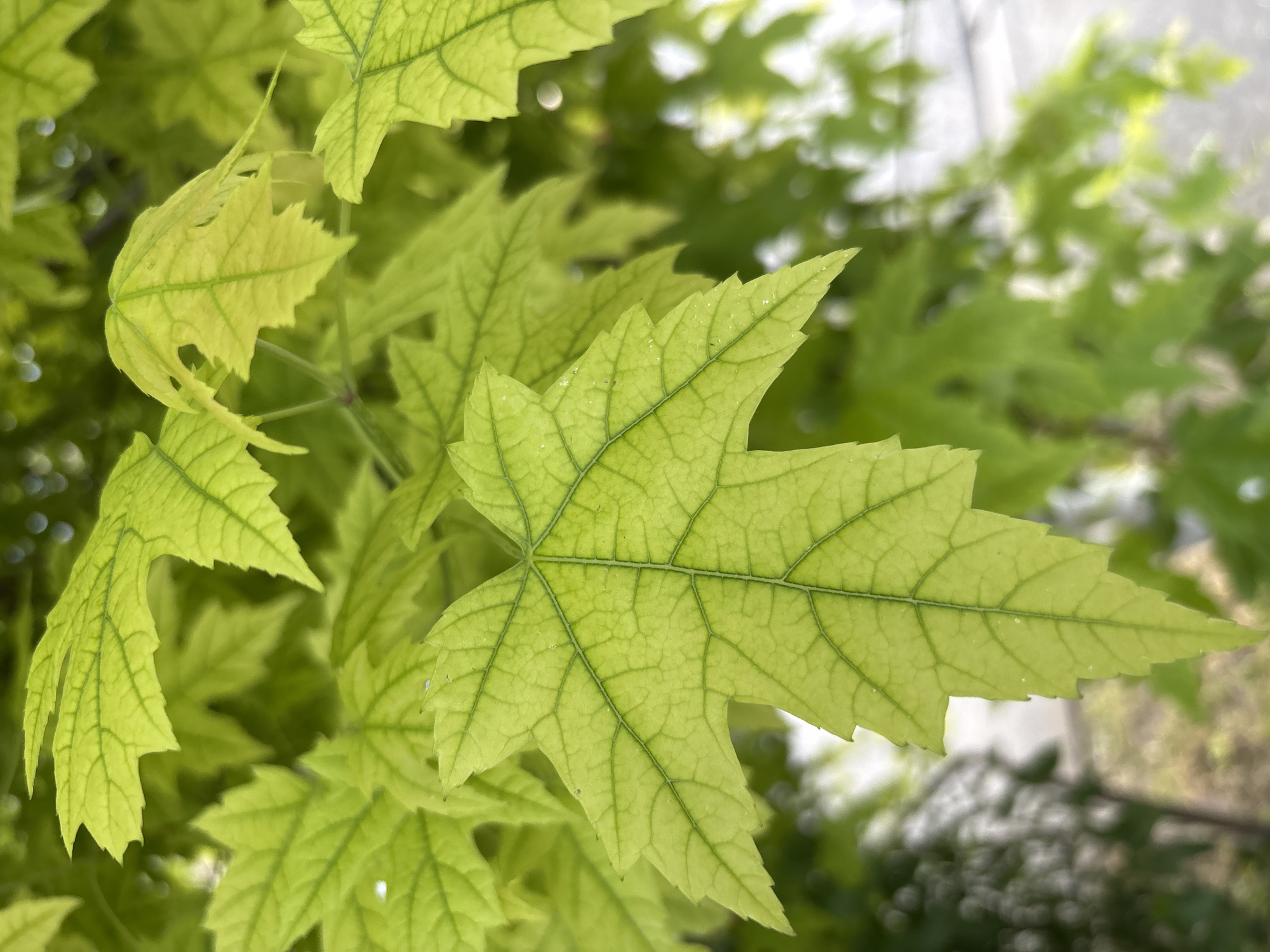 The image is a close-up shot of bright green maple leaves, appearing to be in the early stages of growth. The veins of the leaves are clearly visible, forming a intricate pattern. Some leaves have a slight yellow hue, suggesting they might be new growth or have been exposed to sunlight. The background is blurred, showing more green foliage and hints of a lighter, possibly outdoor environment, with some indistinct shapes that could be buildings or trees. There is no indication of people or any specific activity. The setting is not identifiable as Rostov-on-Don, Russia; it is a generic natural scene focused on the leaves.