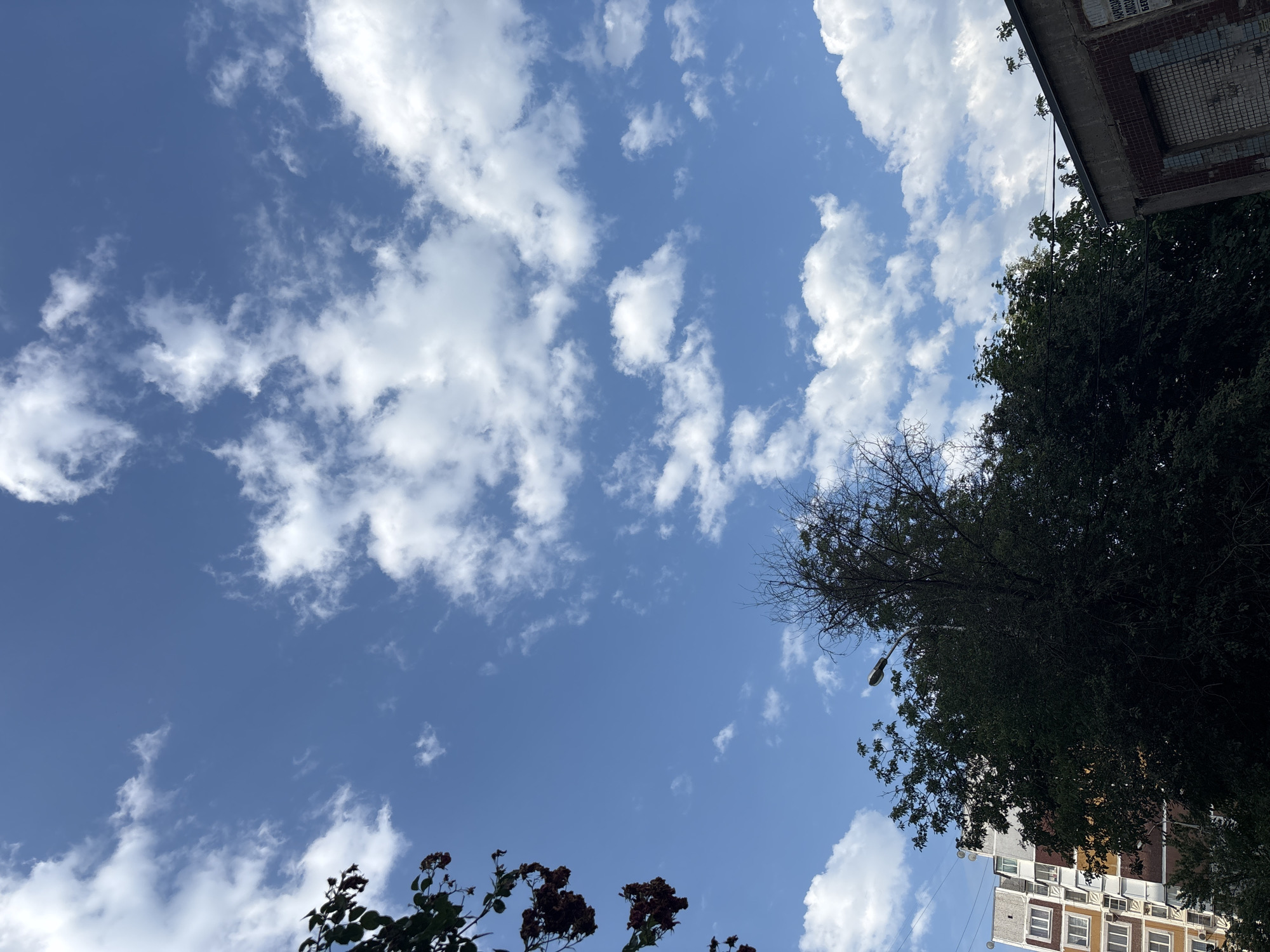 This is a medium-shot, eye-level, outdoor, daytime photograph captured from a low angle, looking upwards. The scene depicts a partially overcast sky with fluffy white clouds scattered across a bright blue expanse. In the foreground, dark green foliage of trees dominates the lower half of the frame, with some bare branches visible from a dead tree in the center. To the left, a multi-story apartment building with brown and white balconies is visible. On the right, a portion of a building with a tiled facade and a window grate is present. A streetlamp on a pole is positioned behind the dark trees, extending into the sky. The presence of buildings and a streetlamp suggests an urban environment. The image does not contain any people or visible actions. It is difficult to ascertain the precise location within Krasnodar, Russia without further information, but the architectural style of the apartment building suggests a post-Soviet era construction, common in many Russian cities.