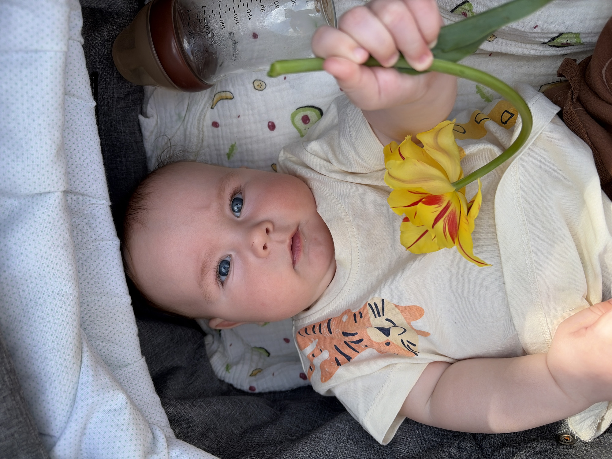 A baby with blue eyes is lying in a stroller. The baby is holding a yellow and red flower in their hand. A baby bottle is visible next to the baby's head. The blanket in the stroller has avocados, bananas, and berries printed on it. The baby is wearing a light-colored shirt with a tiger cub graphic. The location is not identifiable as Chaikovsky, Russia based on visual information.