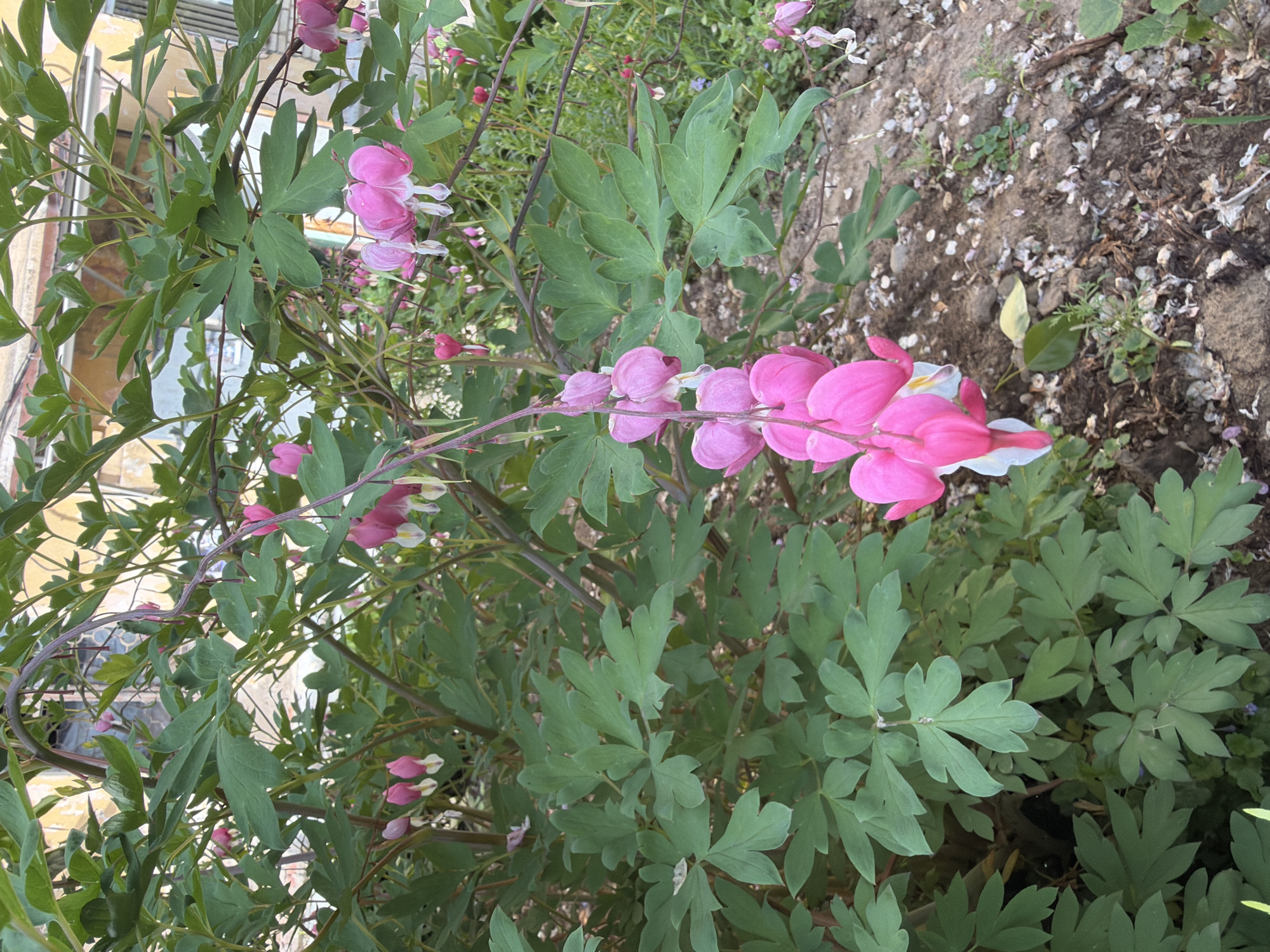 In Birobidzhan, Russia, a close-up shot captures a garden bed featuring a bleeding heart plant with its distinctive heart-shaped pink and white flowers. The plant's lush green foliage dominates the foreground, with some flowers dangling from thin stems, creating a cascading effect. The ground beneath the plant is covered with loose soil, small pebbles, and scattered fallen petals. In the background, a building with yellowing walls and a dark-paned window is visible, suggesting an urban or semi-urban setting. The lighting indicates it is daytime, with the sun casting soft shadows. There are no people or animals present in the scene.