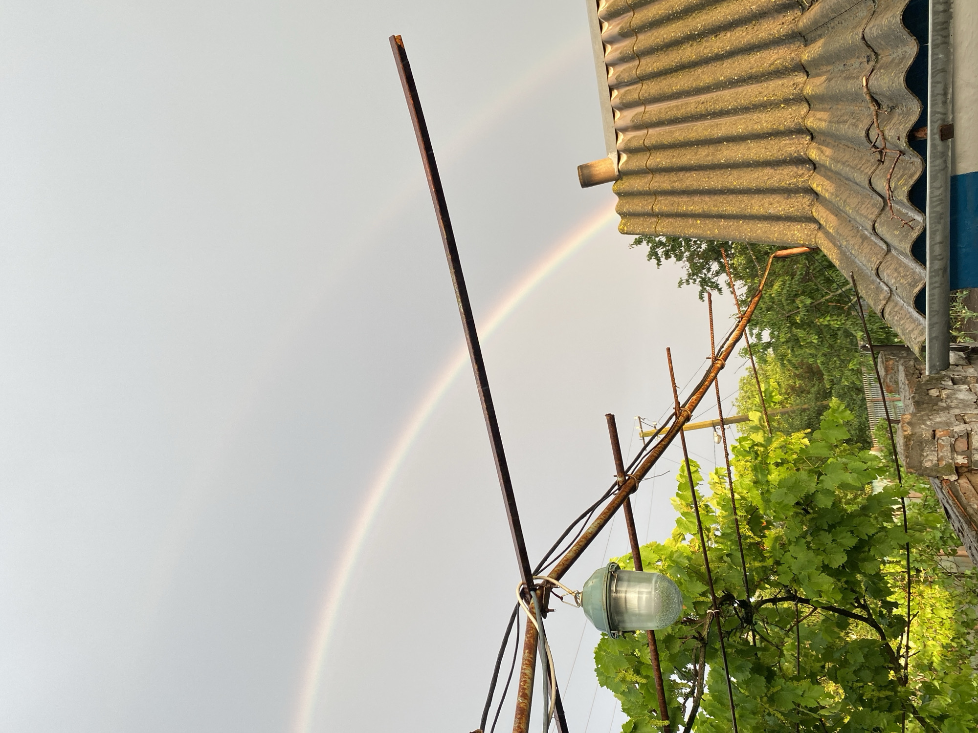 This image captures a double rainbow against a pale, overcast sky. The foreground is dominated by various man-made structures, including a corrugated metal roof with a downspout, a rusty metal pole, electrical wires, and a glass light fixture. Lush green foliage, possibly from a grapevine, grows around the wires and supports. To the right, a brick wall with blue and white painted elements is visible, along with more corrugated metal.
The scene appears to be outdoors, likely in a rural or semi-rural setting given the presence of the roof, wires, and vegetation. The lighting suggests it might be late afternoon or early evening, with the sun casting a warm glow on the metal roof and the leaves. The weather seems to have recently cleared after rain, indicated by the presence of the rainbow.
There is no visible text in the image. The overall mood is one of quiet observation, perhaps a moment of appreciating natural beauty after a storm, juxtaposed with the utilitarian elements of the surroundings. The orientation of the image is slightly skewed, giving a dynamic feel to the composition.
