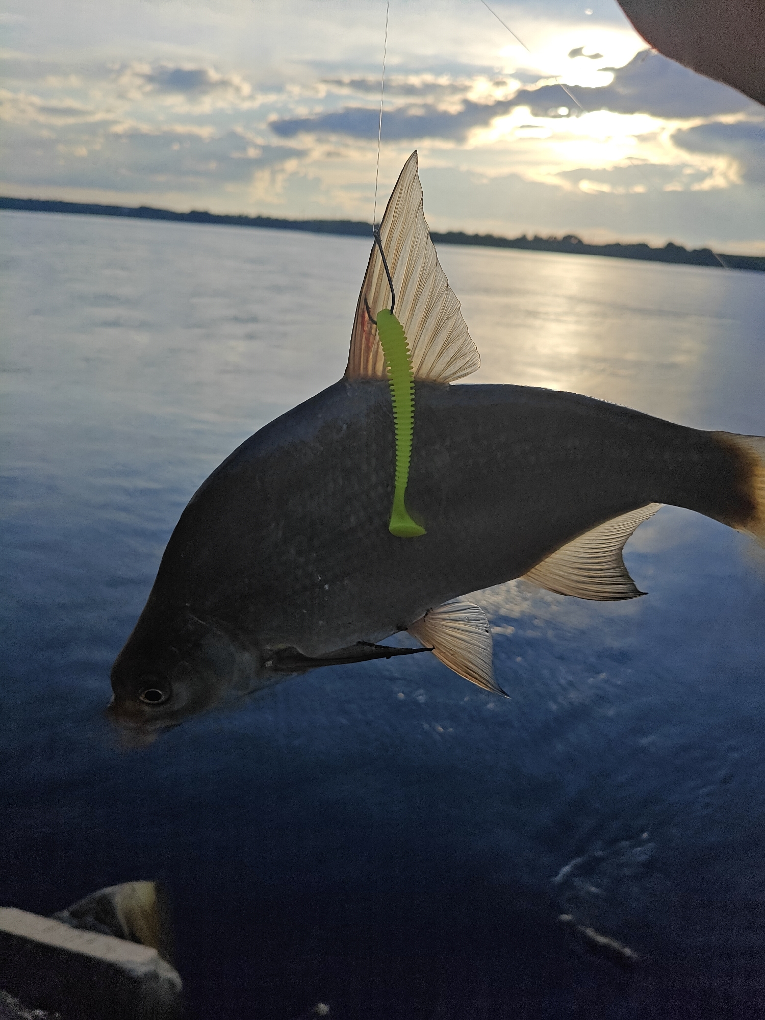 A photograph depicts a fish impaled on a hook with a neon green lure attached, suspended against a backdrop of a body of water and a skyline with the sun setting. The fish is dark gray, with visible fins. The hook is piercing the fish's dorsal fin. The background features water reflecting the sunlight. The horizon line is partially visible, suggesting a landscape or a city. The location is the city of Chaikovsky, Russia.