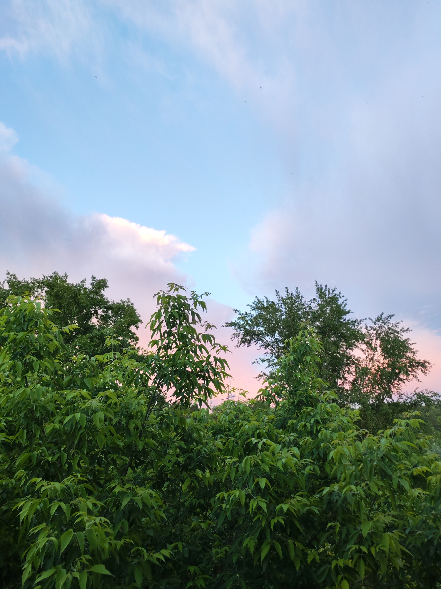 The image shows a view of treetops against a sky with mixed pastel colors, likely at dawn or dusk. The sky has hues of blue, white, pink, and lavender with a few wispy clouds. The trees are a lush green, filling the lower portion of the frame. The scene appears to be a landscape view, possibly in a park or garden in Izhevsk, Russia, as per the prompt. The image lacks any human presence or interactions, focusing instead on the natural environment.