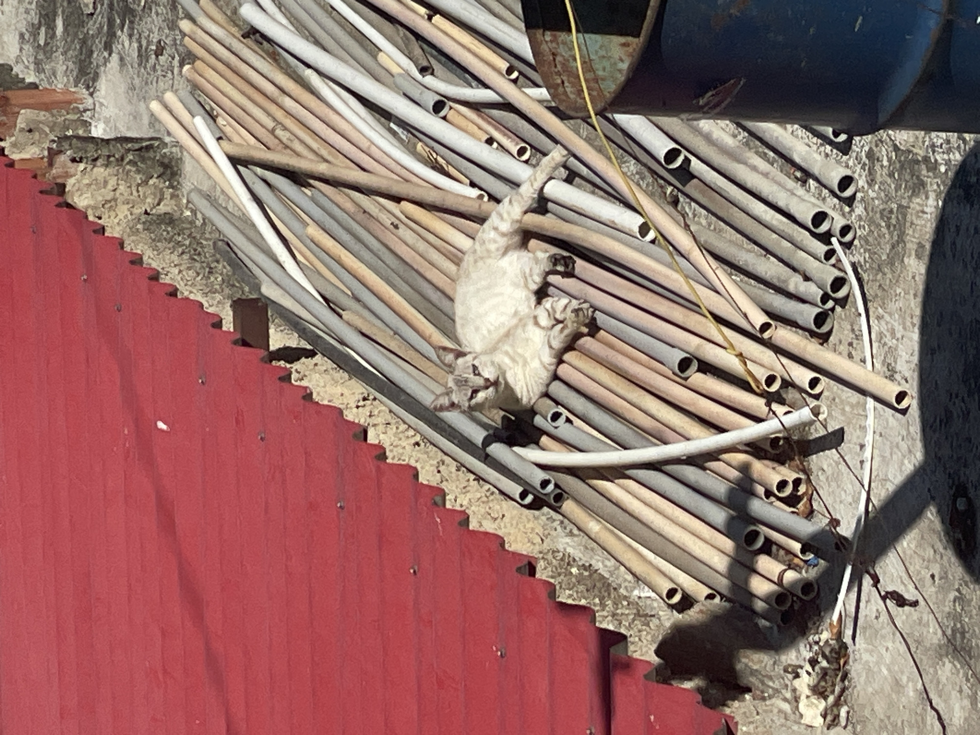 A cat is sprawled among stacked gray and tan pipes, with a red corrugated metal wall on the left side of the frame. The pipes are arranged haphazardly and cast shadows across the concrete surface. A portion of a blue object is visible in the upper right.