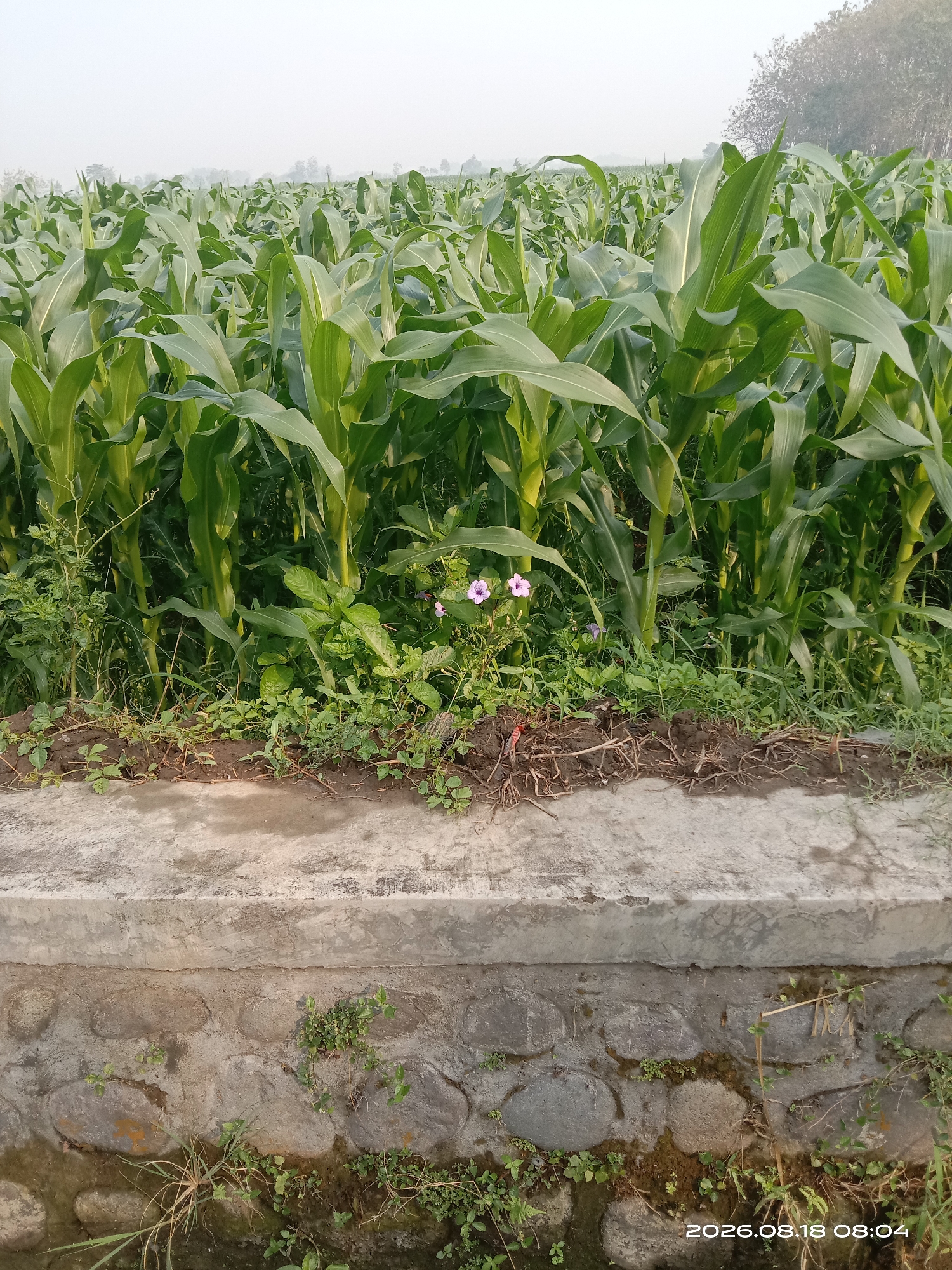A field of tall, green corn stalks fills the frame under a hazy sky. In the foreground, a low concrete and stone retaining wall runs horizontally. Small green plants grow in patches along the wall and in the soil behind it, where two small purple flowers are visible amongst the foliage. The overall impression is of a rural agricultural landscape on a slightly overcast day. The date and time stamp "2026.08.18 08:04" is present in the lower right corner of the image.