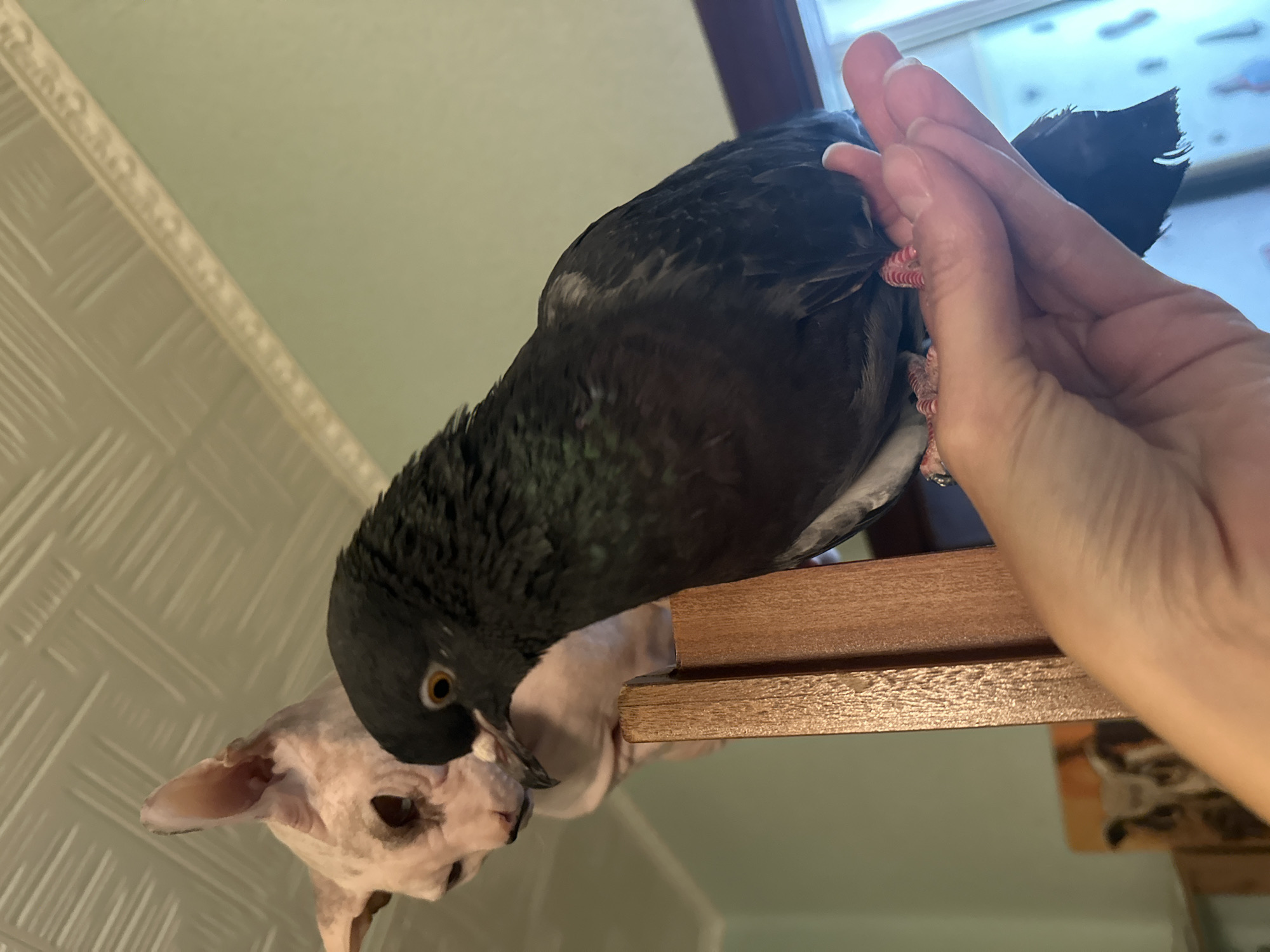 A pigeon is perched on a human hand, which is held near a wooden chair. In the background, a Sphynx cat is looking down. The scene appears to be indoors, with a patterned ceiling and a green wall. The overall impression is one of an unusual domestic animal encounter.
