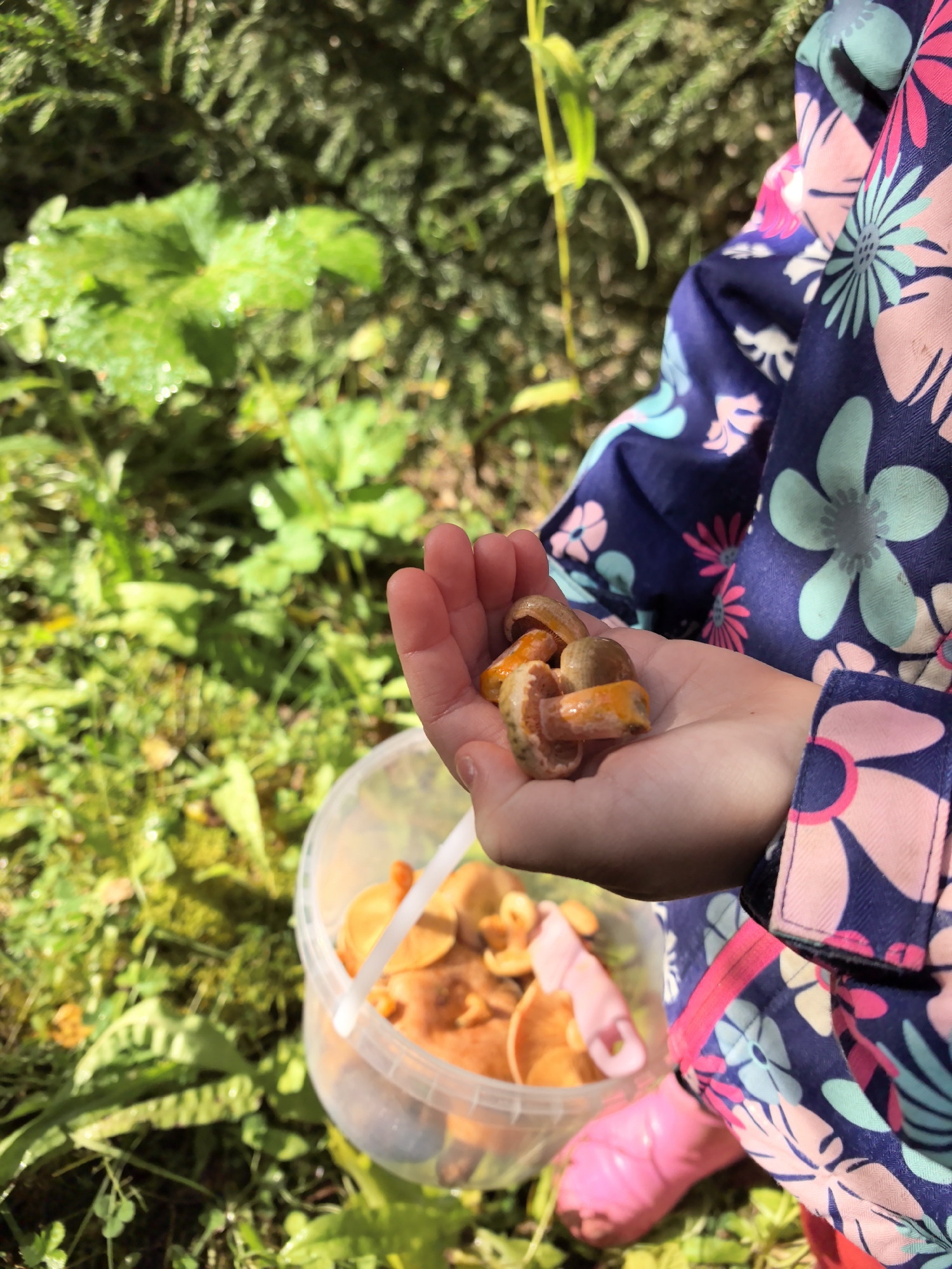 In Gorshki, Russia, a close-up shot shows a child's hand holding a few small mushrooms. The child is wearing a blue jacket with a floral pattern and pink boots. In the background, a clear plastic bucket contains more mushrooms and what appear to be sliced carrots. The environment suggests a natural setting with green foliage and trees, likely in a forest or park. The lighting indicates it is daytime.