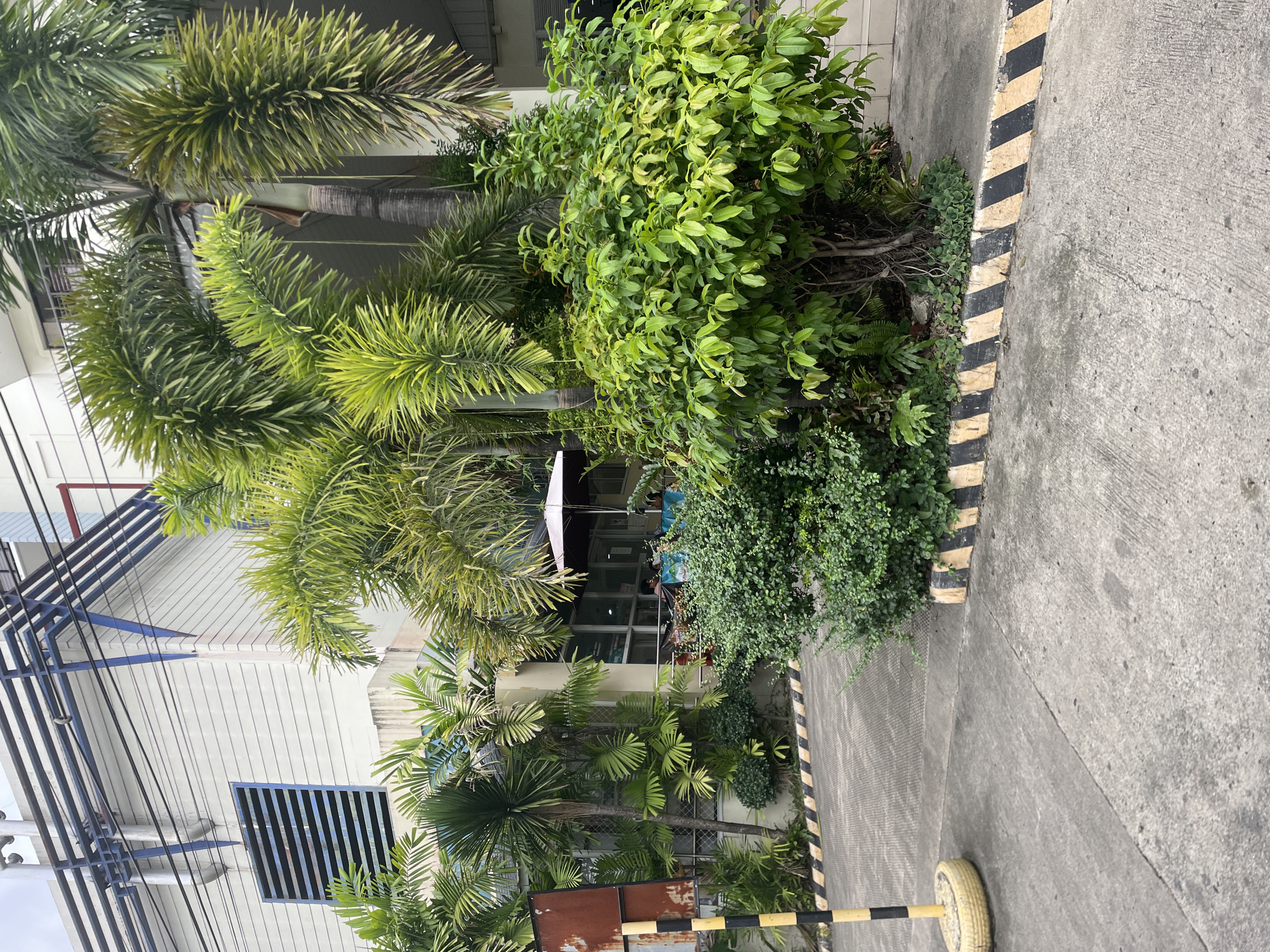 The image depicts an outdoor scene in Davao City, Philippines, likely in front of a commercial building or an office. In the foreground, a concrete paved area is visible, marked with yellow and black striped barriers, which could indicate a parking area or a pedestrian walkway. A utilitarian traffic cone, made from a yellow tire with a black and yellow striped pole, stands on the left side of the frame.
Behind the barriers, lush greenery dominates the scene. Various types of plants, including palm trees with their distinctive fronds and dense bushes with small green leaves, are growing. One of the palm trees has a segmented, gray-brown trunk. In the background, a light-colored building with horizontal siding is partially visible, featuring a prominent window with blue louvers. Above the building, metal pipes and conduits are organized in a structured manner, suggesting industrial or utility infrastructure.
Further into the scene, beyond the foliage, a covered outdoor seating area is discernible. Through large glass windows of the building, several people can be seen seated at tables. A light-colored umbrella is open over one of the seating areas. The overall impression is that of an urban environment with significant landscaping, potentially a cafe or a waiting area adjacent to a business establishment. The lighting suggests it is daytime, with an overcast sky.