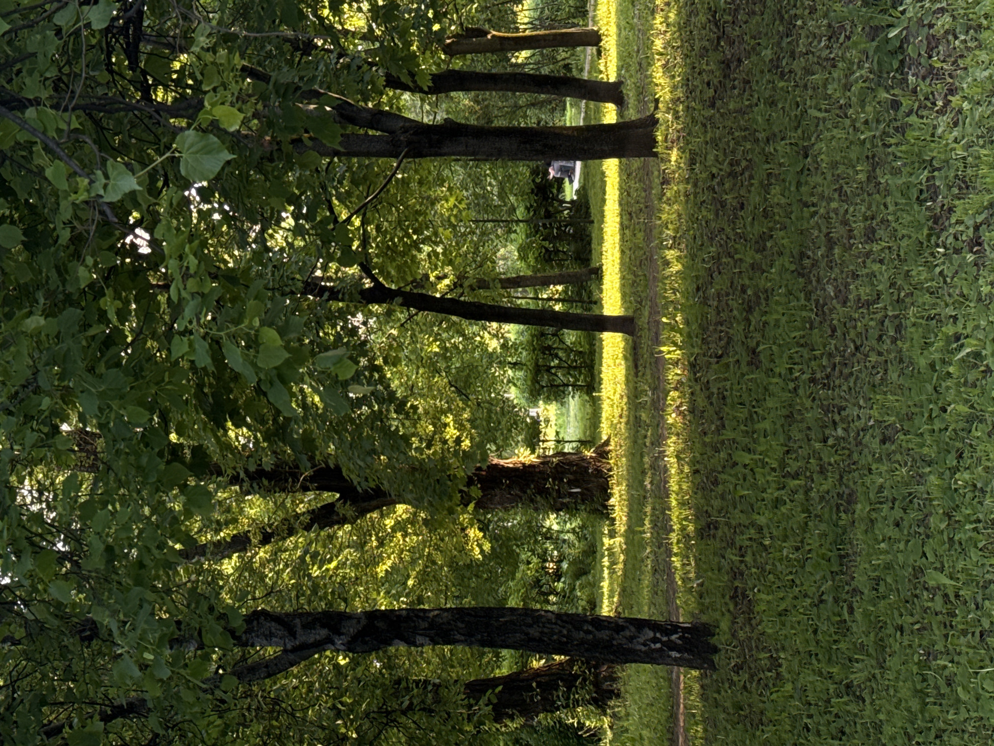 The image depicts a park in Dolgoprudny, Russia. A row of trees lines the left side, casting shadows on the grass to the right. Sunlight filters through the trees, creating a dappled effect on the ground. The grass appears overgrown. Further down the path between the trees, a person is seated on a bench.