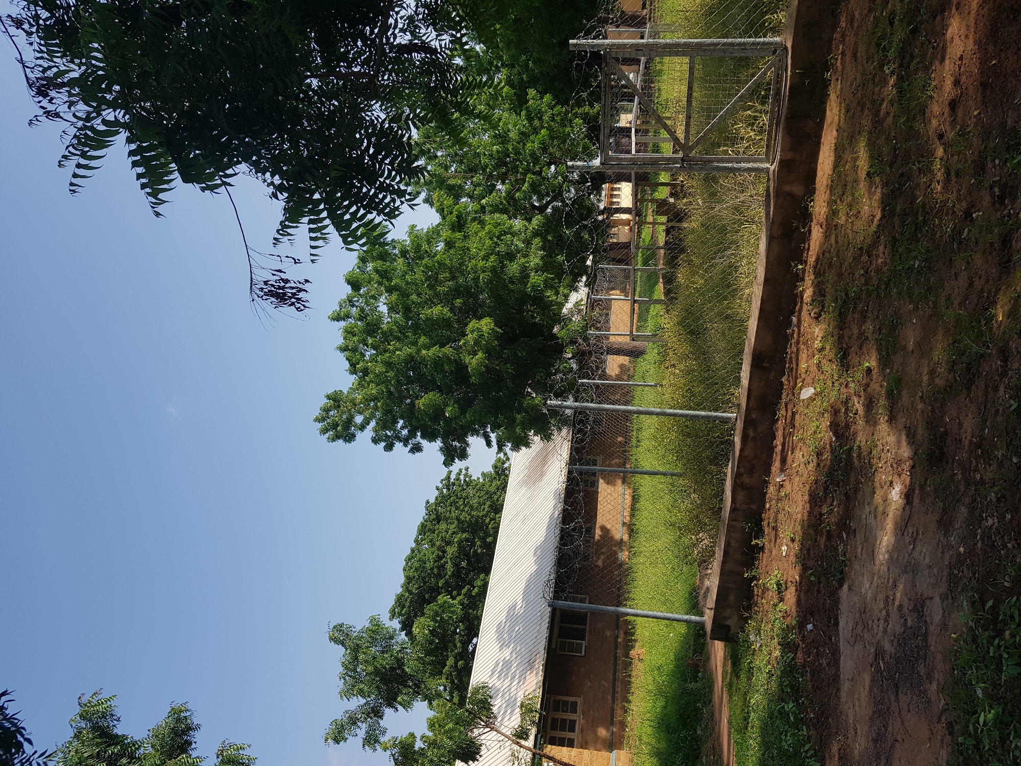 This image depicts an outdoor scene in Jimeta, Nigeria, under a clear blue sky. The focus is on a building with a corrugated metal roof, partially obscured by lush green trees. A wire mesh fence with barbed wire along the top runs along the right side of the frame, separating the building area from a dirt path and ground covered in sparse grass.
In the background, more trees and parts of other structures are visible, suggesting a campus or residential area. The sunlight indicates it is daytime, likely mid-morning or afternoon, given the shadows cast. The overall impression is one of a warm, possibly humid, climate. There is no visible text in the image, and no people or specific activities are captured. The scene is still and quiet, conveying a sense of everyday life in a tropical environment.