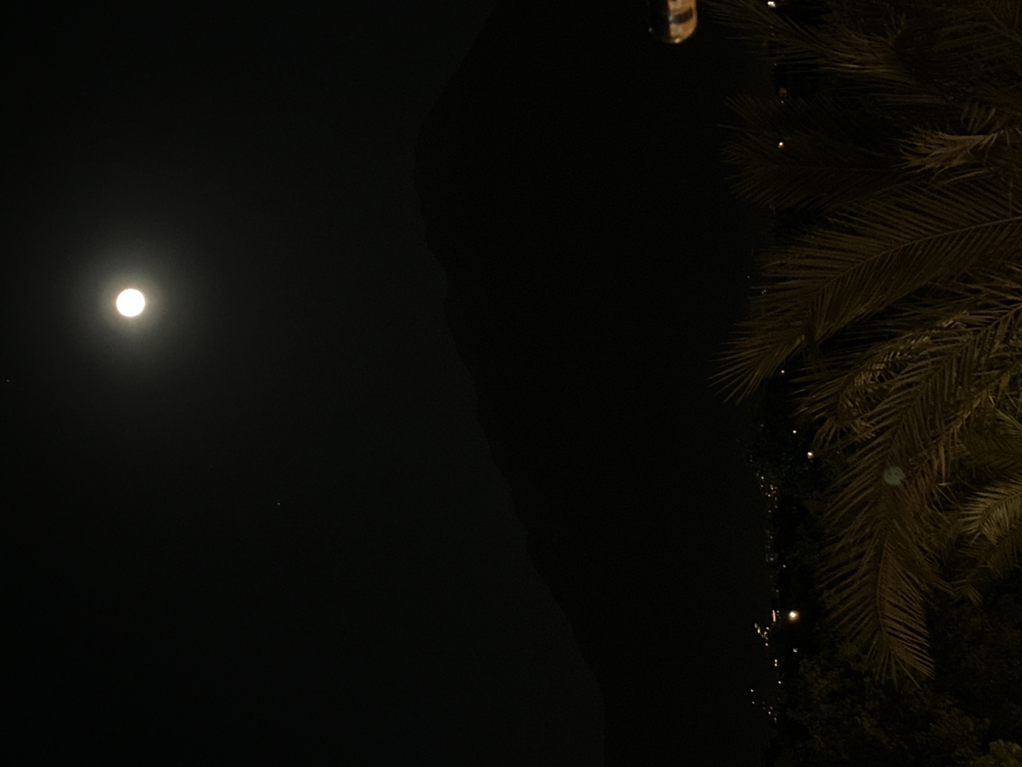 The image shows a dark night scene in Fethiye, Turkey, featuring a bright moon in the upper left quadrant. The right side of the image contains the fronds of a palm tree, with other greenery and possibly lights scattered below. A dark, curving shape occupies the center of the image.