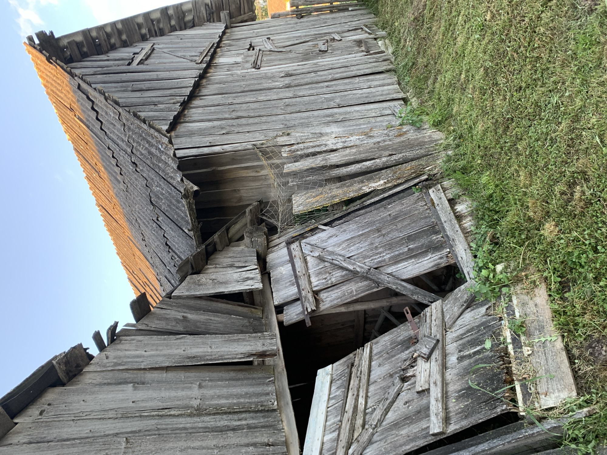 This photograph, captured in Відзаўскі сельскі Савет, Belarus, depicts an old, dilapidated wooden outbuilding under a clear blue sky. The structure's exterior is constructed from vertical, gray, weathered wooden planks. Numerous planks are missing, broken, or askew, revealing dark interior spaces. The roof consists of dark gray, corrugated sheets, likely asbestos cement, exhibiting wear and damage; the right side of the roof is illuminated by warm, golden sunlight. Two sets of double wooden doors are visible on the lower portion of the building; both are heavily damaged, with planks broken and hinges rusted, leaning precariously or partially collapsed inward. A section of tangled, light-colored netting is draped over the weathered planks on the front-right side of the building. The ground surrounding the structure is covered with unkempt green grass and various weeds. A small portion of a wooden fence is visible in the background to the right. No individuals, animals, or actions are present in the scene.