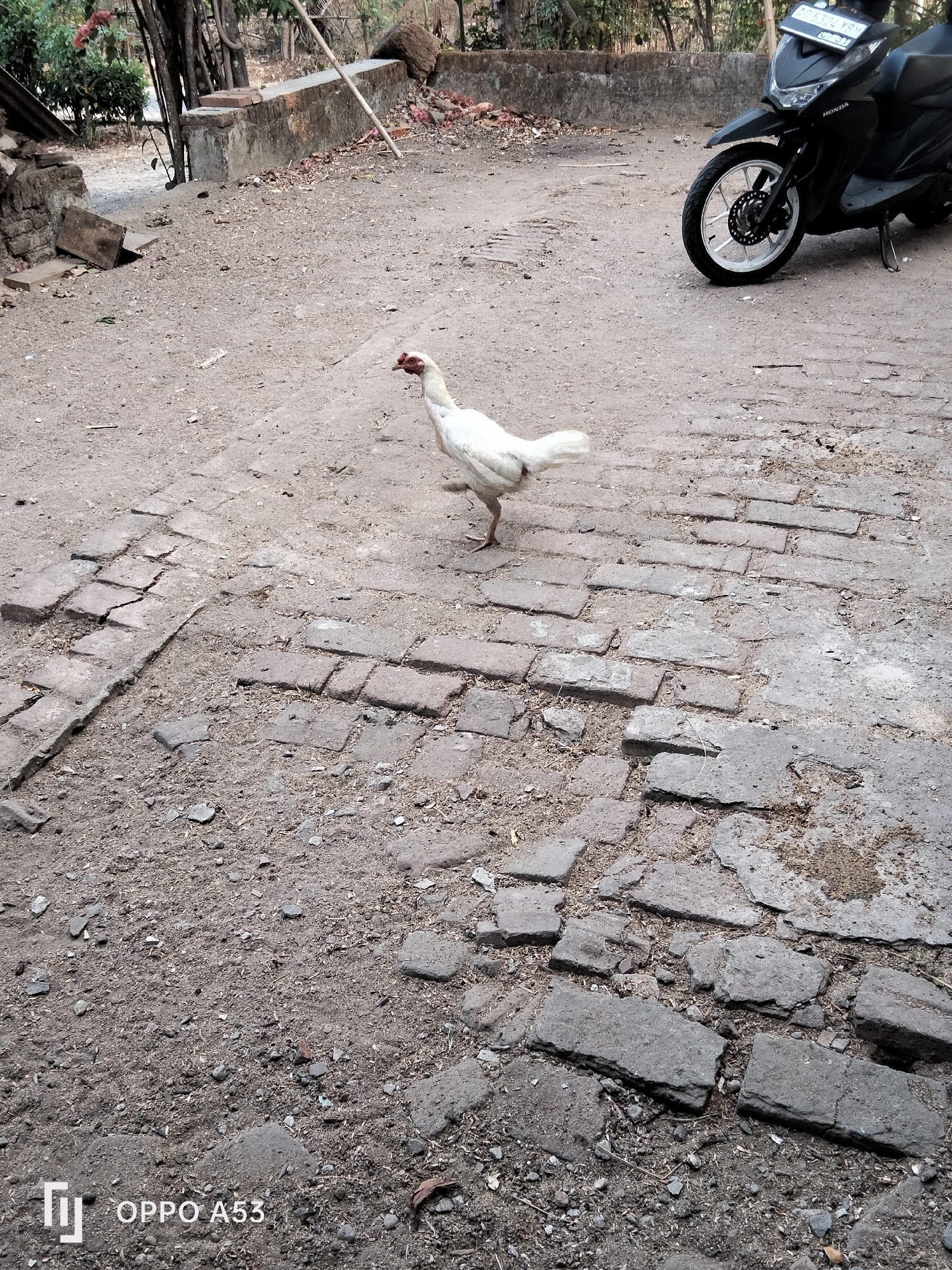 The image depicts an outdoor scene in Trenggalek, Indonesia, featuring a white chicken walking on a dirt and brick pathway. A black Honda scooter is parked on the right side of the frame. The environment appears to be a somewhat unkempt yard or alley, with scattered debris, vegetation, and a concrete structure in the background. The lighting suggests it is daytime. The bottom left corner of the image displays the text "OPPO A53".