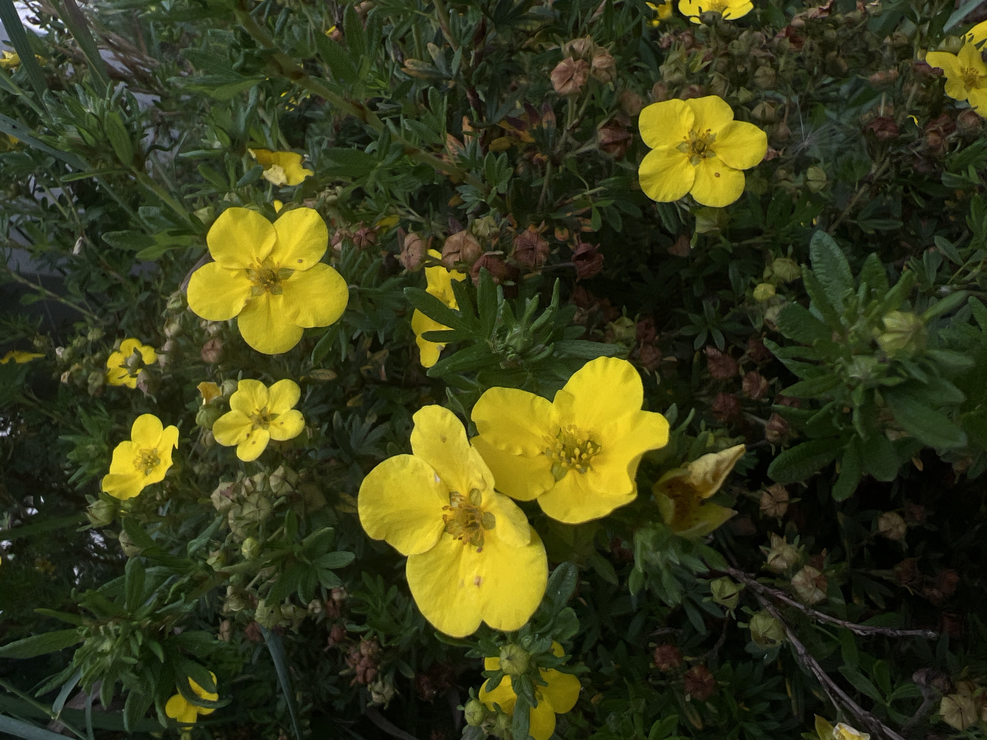 A close-up, high-angle shot reveals a dense bush with numerous small, five-petaled yellow flowers and dark green foliage. Some of the flowers are in sharp focus, while others are blurred. Amongst the flowers, there are dried seed pods and buds. The environment appears to be a garden or park setting, with the bush likely situated in a public green space within the city of Moosburg, Germany. The lighting suggests it might be a cloudy day or early morning/late evening, as there are no strong shadows. There are no people or animals visible in the image. The overall impression is one of natural, untamed growth.