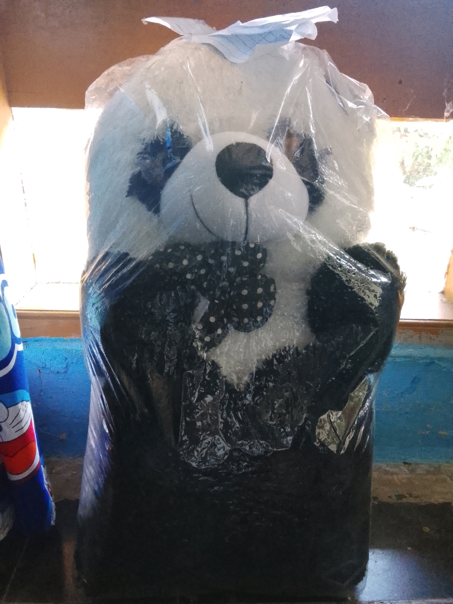 A large, plush panda toy is centrally positioned, encased in transparent plastic packaging with bubble wrap visible beneath. The toy's face, with black eye patches and a smiling mouth, is slightly obscured by the plastic. It is wearing a black bow tie with white polka dots. The toy is standing upright, its paws are visible, and its body tapers towards the bottom.
The background consists of a wooden surface at the top and a bright, sunlit window. Below the toy, a blue-painted wall is visible, with a worn texture. To the left of the toy, a portion of a blue cylindrical object with cartoon characters (resembling Doraemon) is present, partially wrapped in plastic. The floor beneath the toy appears to be made of dark material, possibly concrete or tile.
The lighting suggests it is daytime, with strong light coming from the window, creating reflections on the plastic packaging. The scene is indoors, likely in a home or a shop, given the presence of the toy and the interior elements. The location is Kertahayu, Indonesia.