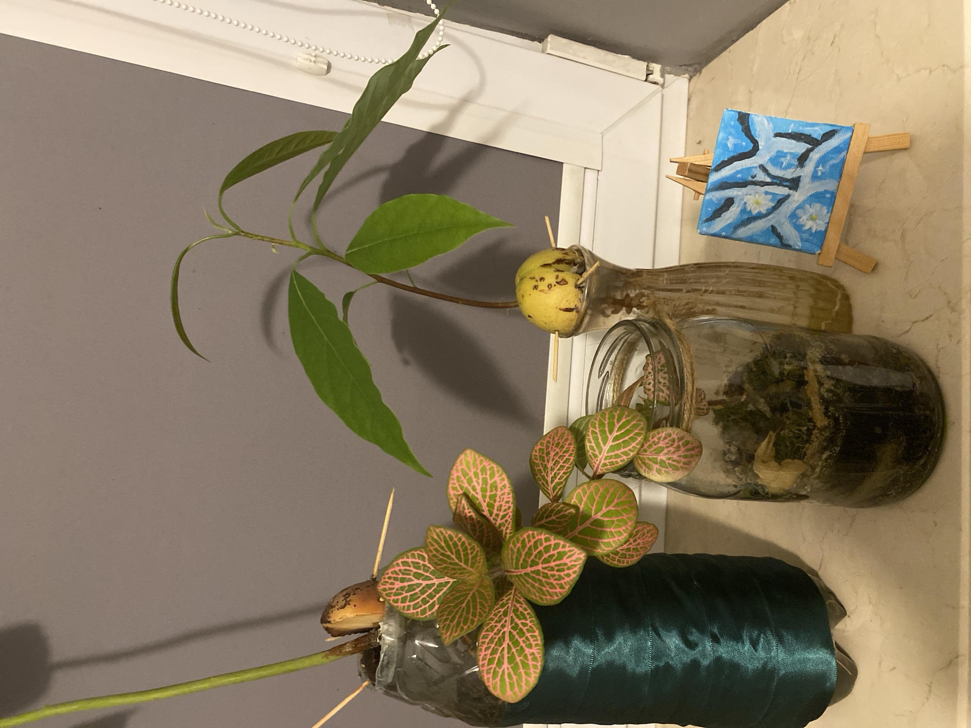 The image depicts a collection of houseplants and a miniature painting arranged on a countertop. In the foreground, a small, square canvas painted with a blue sky and white flowers is displayed on a wooden easel. To the left of the painting, a glass jar contains a terrarium-like environment with moss and what appears to be a dried leaf. Next to the terrarium, a glass bottle wrapped in dark green satin ribbon holds a young plant sprouting from an avocado pit suspended by toothpicks. Beside this, a tall, thin glass vase holds another avocado pit with a plant growing from it. In the background, a grey wall and a white window frame create a simple backdrop. The scene appears to be indoors, likely in a domestic setting, possibly a windowsill. There are no people or animals visible in the image. The image is devoid of any specific landmarks or clues that would indicate its location within the city of Łódź, Poland.