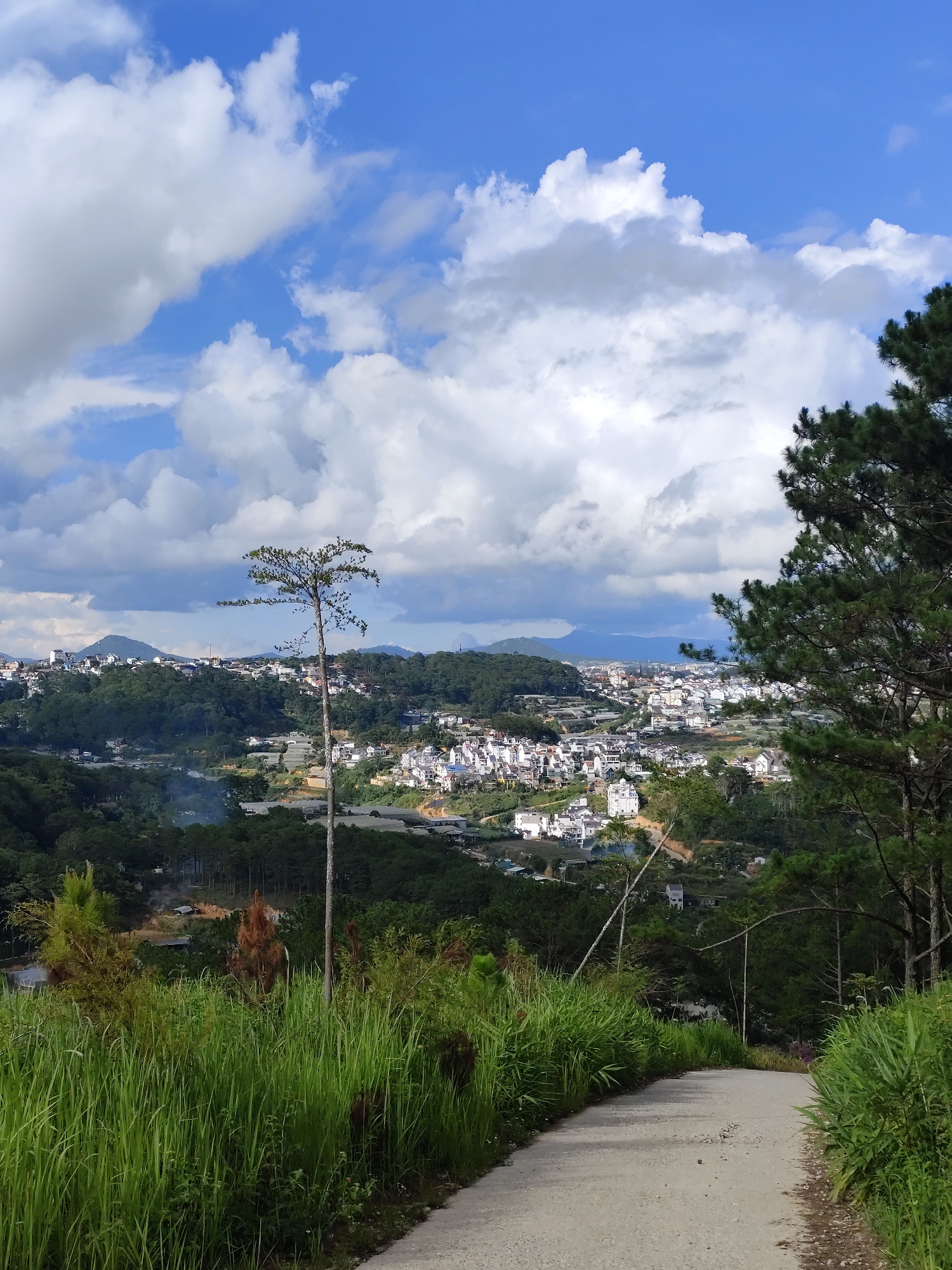The image captures a view in Da Lat, Vietnam. In the foreground, a concrete road curves gently through lush green vegetation, dominated by tall grasses. A slender, almost barren tree stands to the left of the road, while larger evergreen trees frame the right side of the view. Beyond the immediate foreground, the scene opens up to reveal a cityscape nestled among rolling hills. Buildings with white rooftops are visible, interspersed with green patches of trees and vegetation. In the background, distant mountains form a hazy horizon. The sky is filled with a combination of blue patches and large, fluffy white clouds.