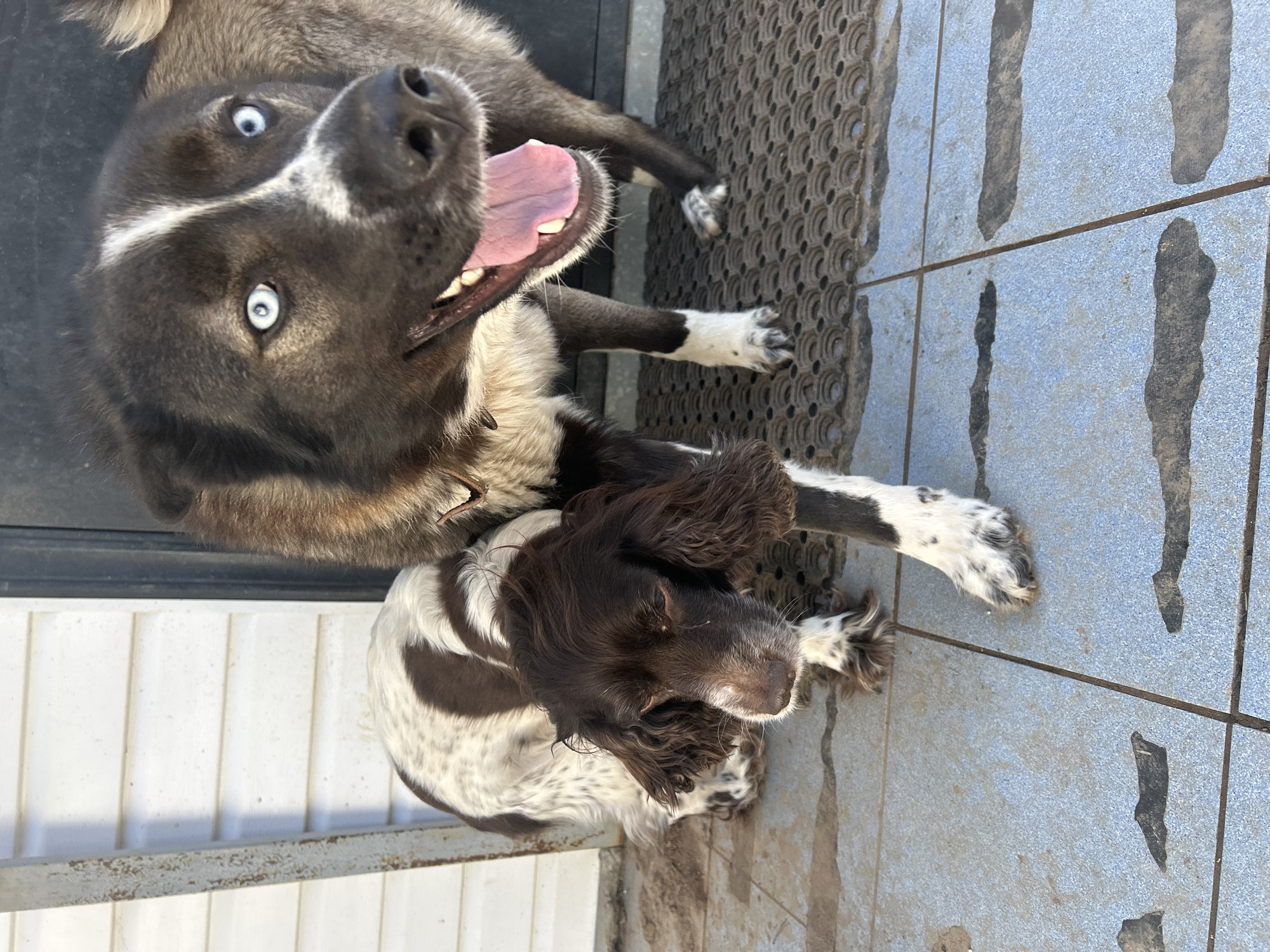 Two dogs are lying on a tiled surface outdoors. The dog on top is a large, dark-furred dog with striking blue eyes, white markings on its face, and an open mouth revealing its tongue and teeth. The dog on the bottom is smaller, with brown and white fur and long floppy ears. A textured doormat is visible near the top of the image. The tiled surface appears to be outdoors, possibly a patio or porch. The location is Фоки, Russia.