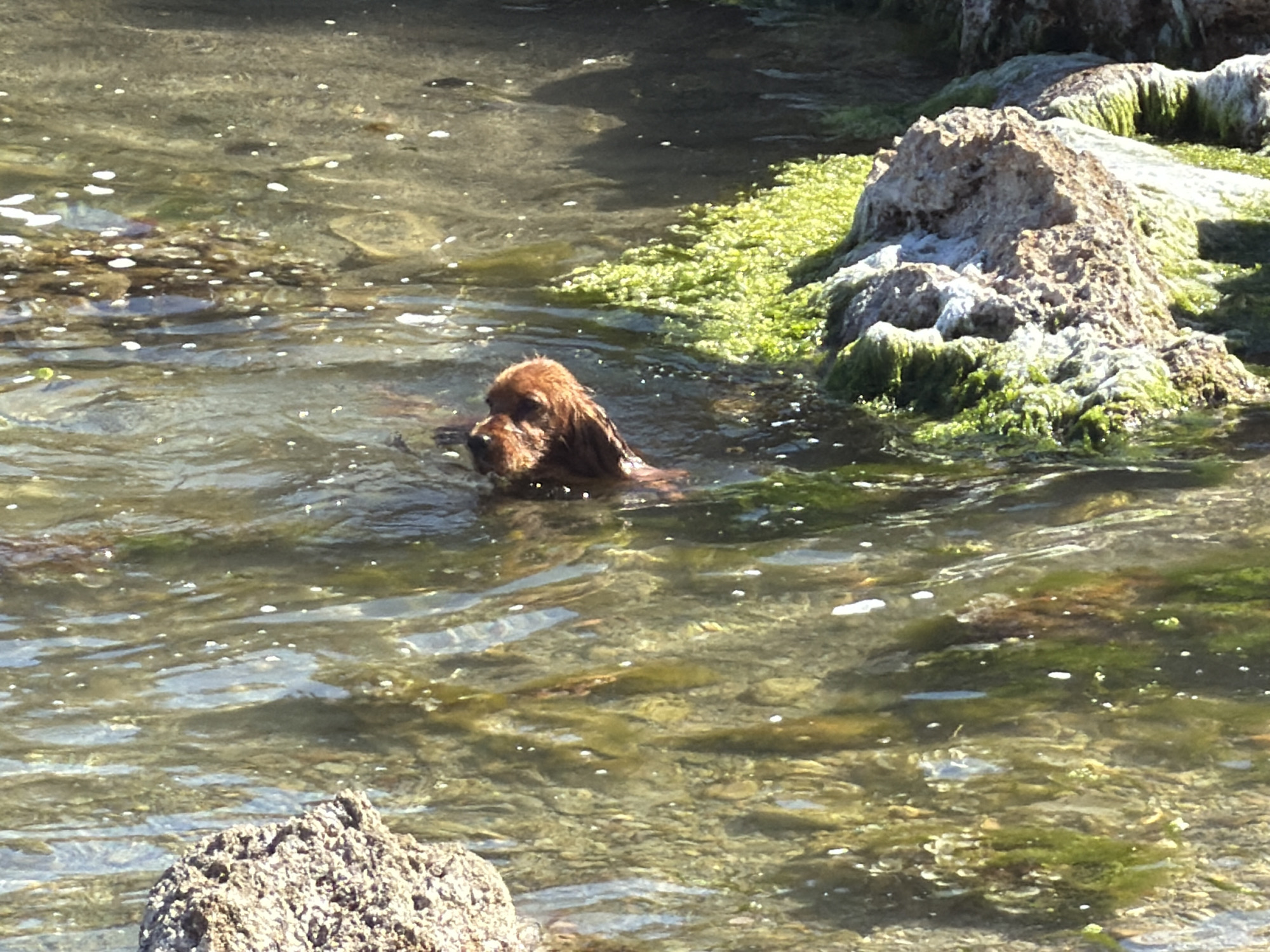 A medium-sized, brown dog is swimming in shallow, clear water with a rocky bottom. Patches of green algae are visible on the rocks and in the water. The location is Capdepera, Spain, based on provided context. The scene suggests a coastal or lakeside environment. The dog is the primary subject, actively swimming in the water.