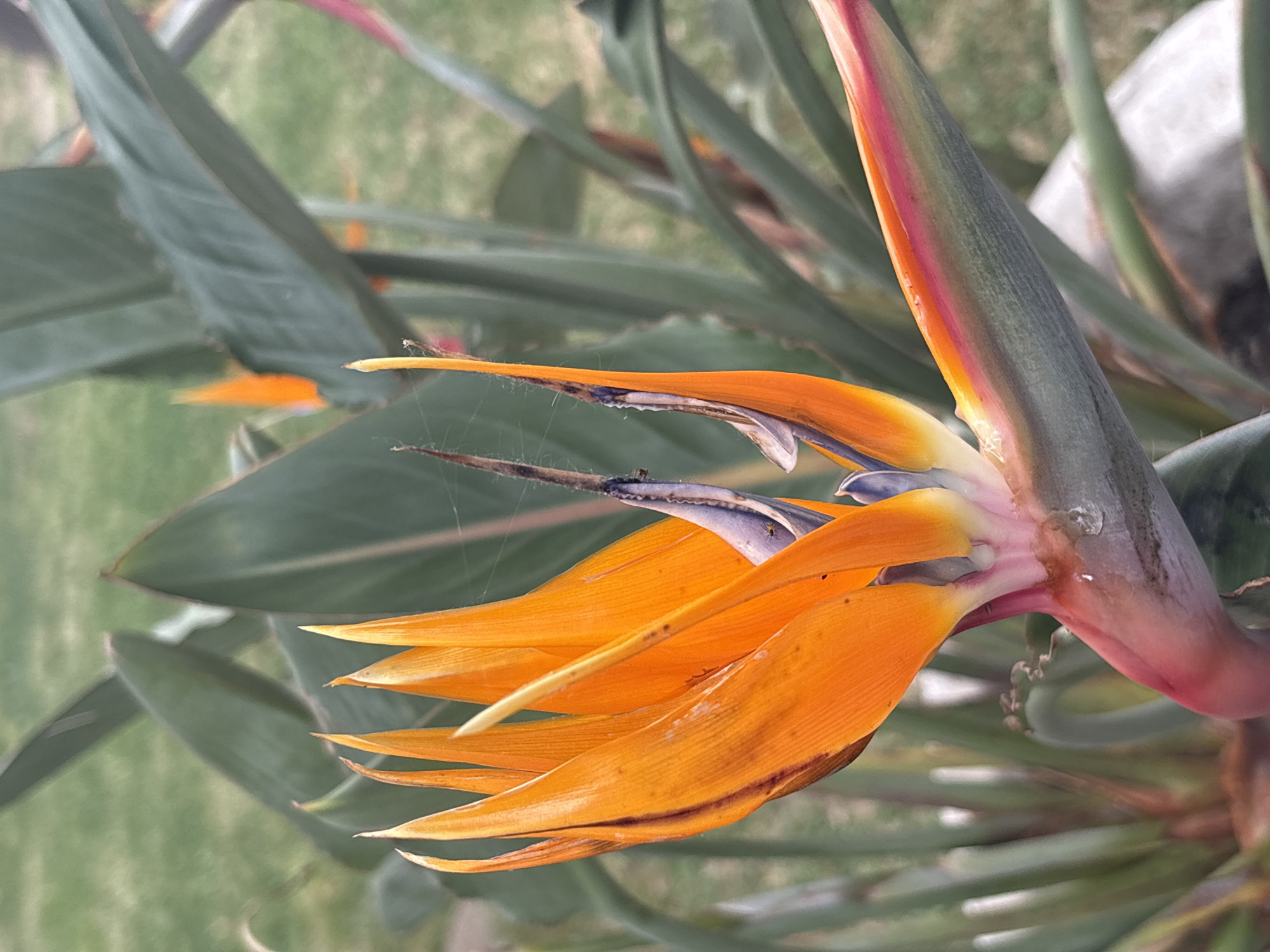 The image shows a close-up of a Bird of Paradise flower in bloom, likely located in Bar, Montenegro. The flower features vibrant orange petals emerging from a greenish-grey bract with red tinges. Several large green leaves are visible in the background, slightly blurred. A few strands of a spiderweb are also present on the flower. The scene suggests an outdoor setting with natural light.