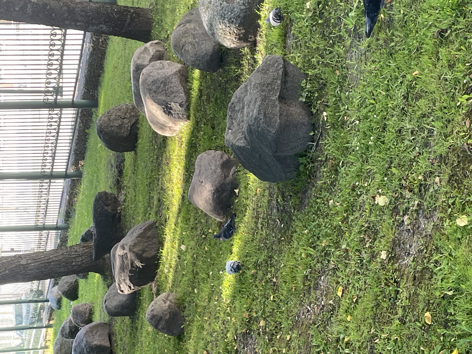 The image depicts a park-like setting with numerous large, dark gray boulders scattered across a grassy area. A metal fence with vertical bars and decorative elements runs along the background. The grass is green and appears somewhat uneven, with fallen leaves visible. A large tree trunk is prominent in the mid-ground, to the left of center. Two pigeons are visible on the grass; one is facing away from the camera, and the other is facing towards the camera and appears to be pecking at the ground. Another pigeon is partially visible in the lower right corner, with its head turned away. The scene is illuminated by natural light, creating shadows on the ground. The specific location within Sof'ino, Russia, cannot be determined from the visual information provided.