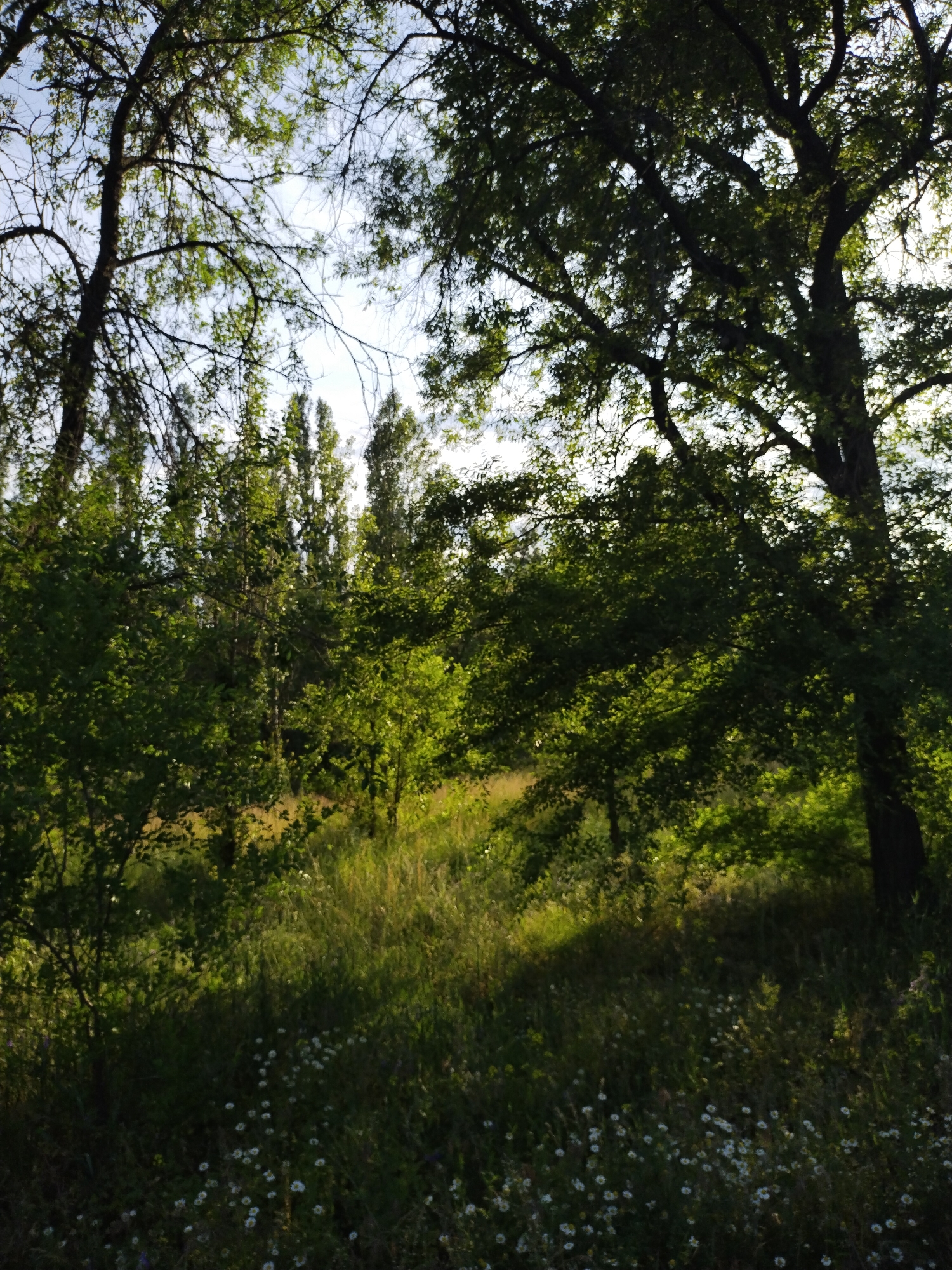 The image displays a natural outdoor environment, specifically a section of forest or parkland, situated in Horishni Plavni, Ukraine, under natural daylight. The upper frame captures a light blue sky fragmented by the dark silhouettes of deciduous tree branches and scattered green leaves, indicative of backlighting. Two prominent tree trunks, one on the far left and another on the right, anchor the scene's vertical elements. The mid-ground and lower portions are dominated by dense green foliage from various trees and shrubs, exhibiting a clear contrast between brightly sunlit areas and deep shadows, suggesting a dappled light effect. The ground is covered with grass, largely shaded in the foreground, interspersed with numerous small white, daisy-like wildflowers. No individuals, animals, or human-made objects are visible within the frame, and no actions or interactions are occurring.
