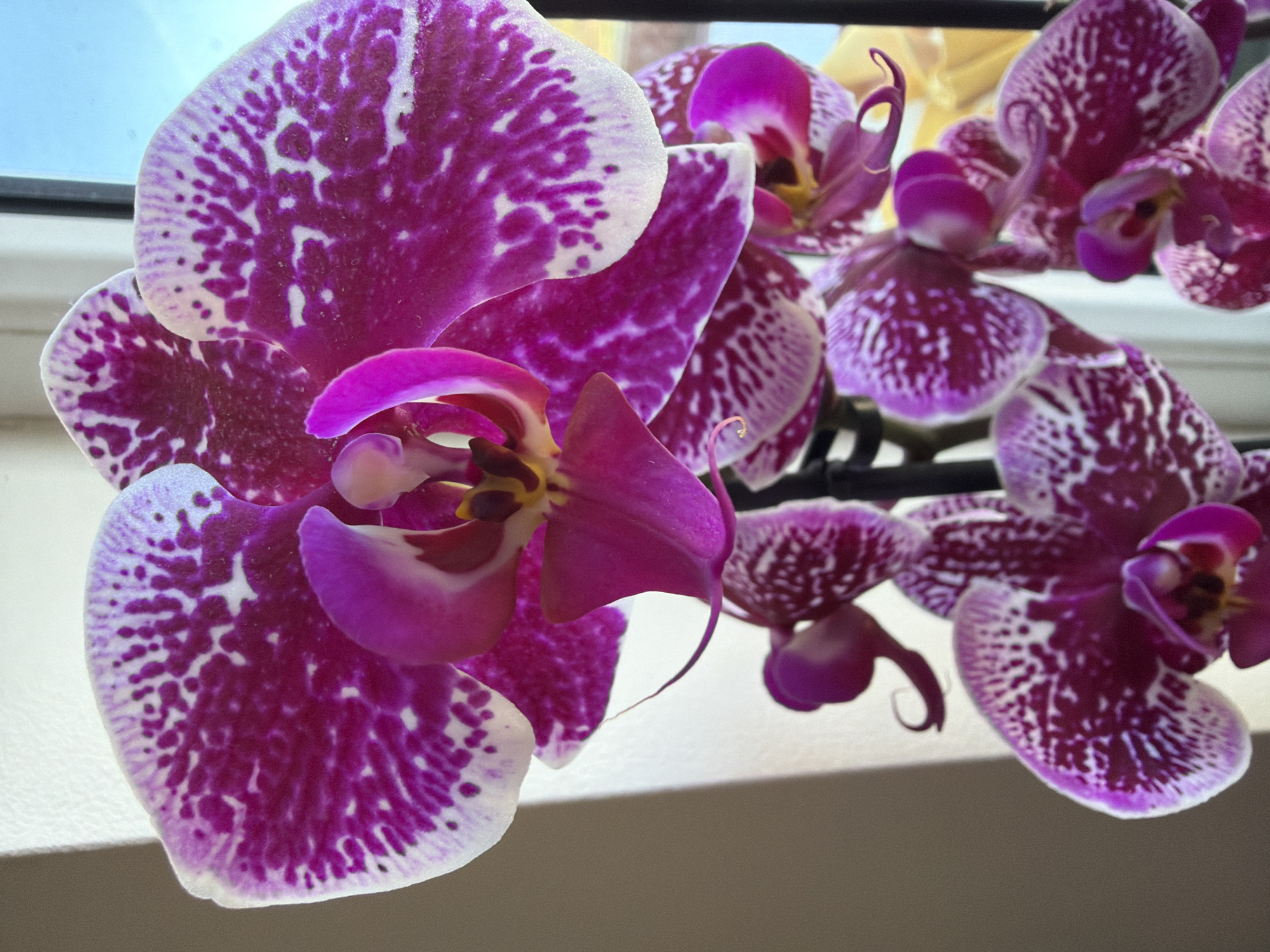 The image features a close-up view of several purple and white speckled orchid flowers. The flowers are arranged in a cluster, with the largest bloom prominently positioned in the foreground. The color intensity of the flower is dark purple speckled with white especially around the edges. Background elements include portions of a window and parts of a wall. The location in the city of Riga, Latvia cannot be determined from the image.