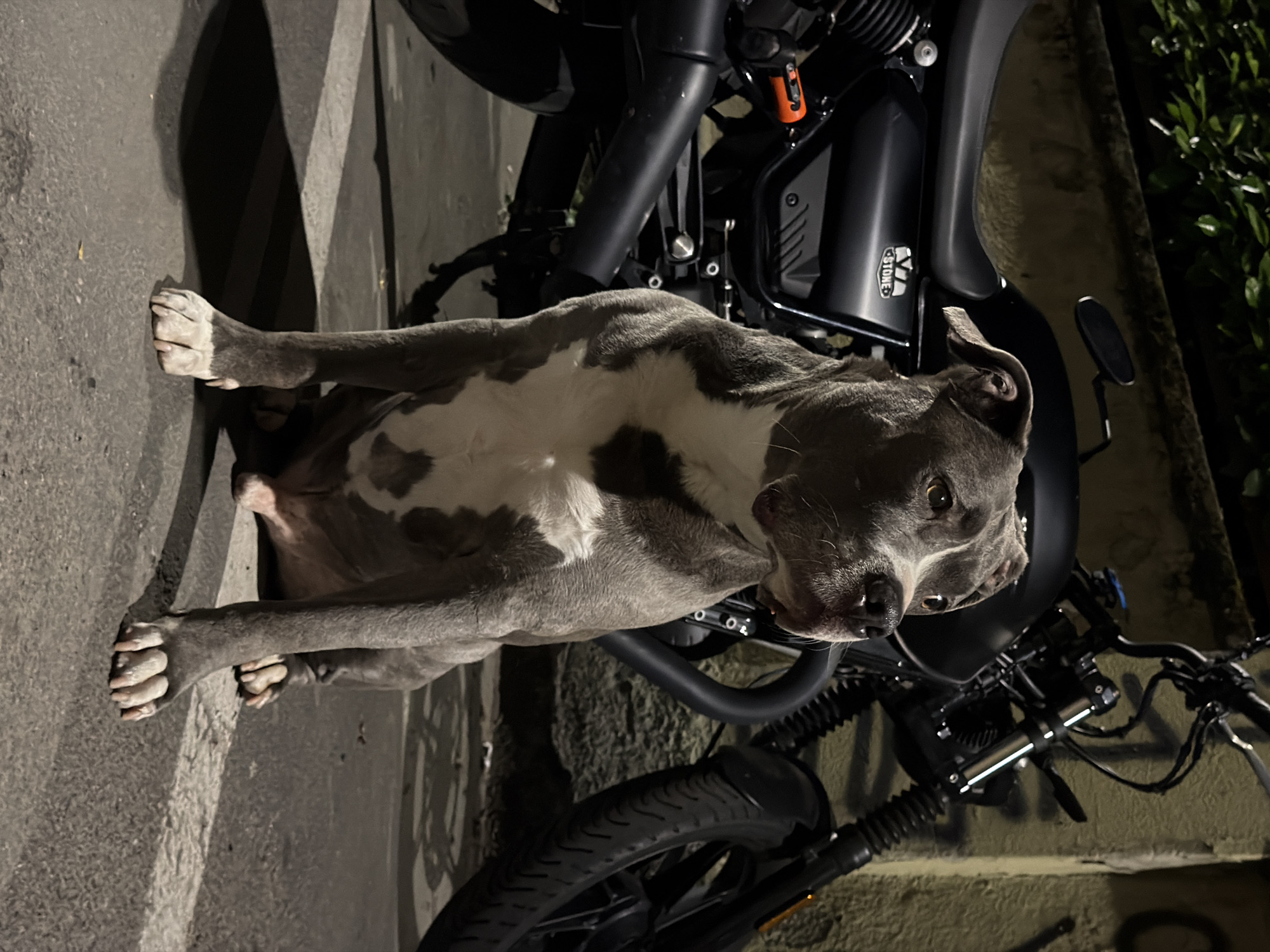 The image captures a gray and white Pit Bull-type dog positioned next to a dark-colored motorcycle at night in what appears to be an urban outdoor setting, likely in Milan, Italy. The dog is the central subject, seen from a high angle, lying down or sitting on a paved surface, looking directly towards the camera with a calm expression. Its coat is primarily gray with distinct white markings on its chest, muzzle, and paws.
Strong artificial lighting from an unseen source illuminates the scene, casting prominent, long shadows on the asphalt or concrete ground to the left and creating highlights on the dog's fur and the motorcycle's surfaces. The motorcycle, predominantly black or dark gray, is partially visible, showing details such as its front tire, handlebars, engine components, and a side panel. On this side panel, the text "V7 STONE" is clearly discernible, indicating the motorcycle's model. Dark foliage can be seen along the right edge of the frame, suggesting the presence of greenery near the paved area. The overall ambiance is dark, emphasizing the artificial light and the subjects within its glow.