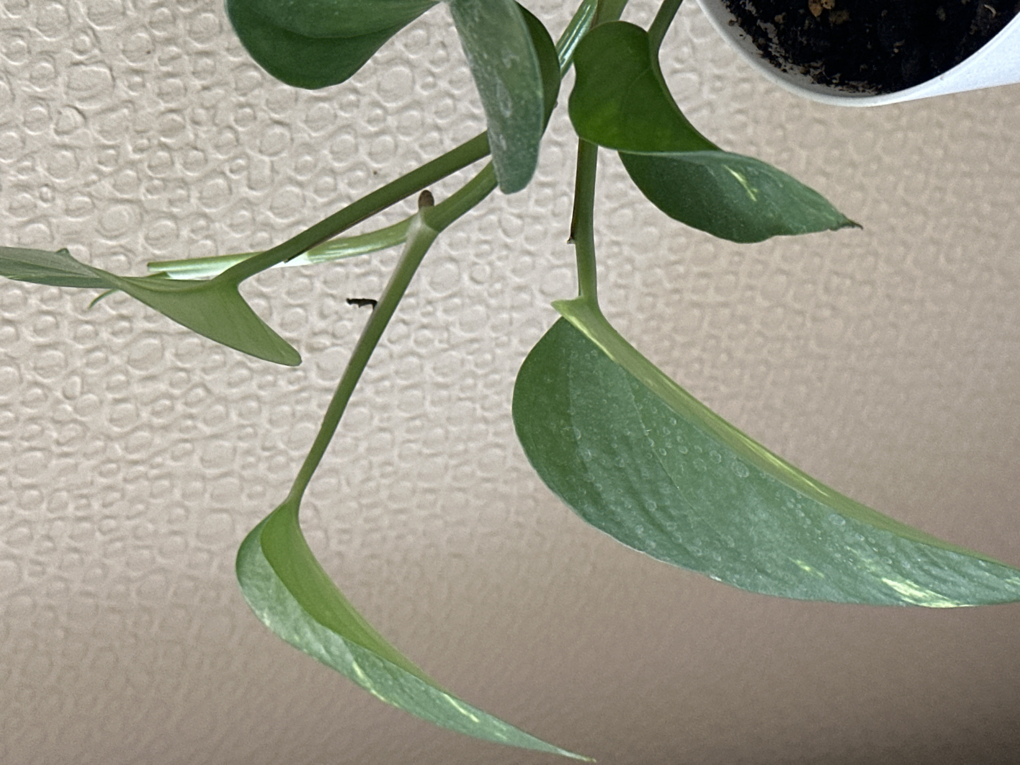 The image shows a close-up of a green plant with several leaves and stems. One small black insect is visible on one of the stems. The background is a textured wall. The plant is in a white pot containing dark soil. The image does not contain any information or context that would allow for its location to be identified as Nevinnomyssk, Russia, or any other specific city.