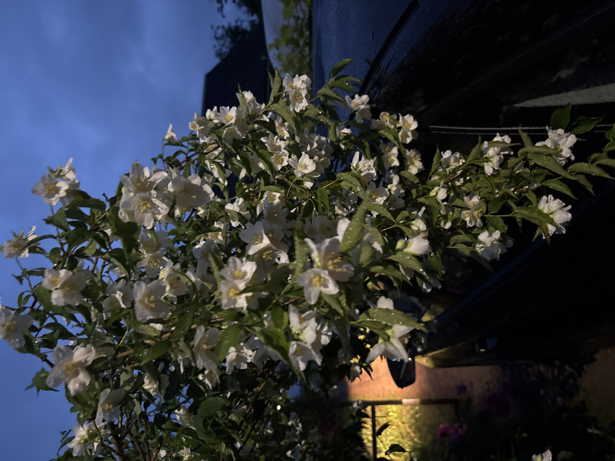 The image depicts a close-up view of a jasmine plant with white flowers and green leaves, some of which appear to be wet. The flowers are delicate with visible yellow centers. The plant is positioned in front of a dark-colored vehicle, likely a car, whose surface is also wet, suggesting recent rain. In the background, out of focus, are elements of a residential environment including a roofline of a building, some greenery, and a fence with soft yellow lighting. The sky is a deep twilight blue, indicating it is either dusk or dawn. The scene is set in an outdoor environment, likely a garden or driveway, in the vicinity of Пярэжырскі сельскі Савет, Belarus. There are no people visible in the image.
