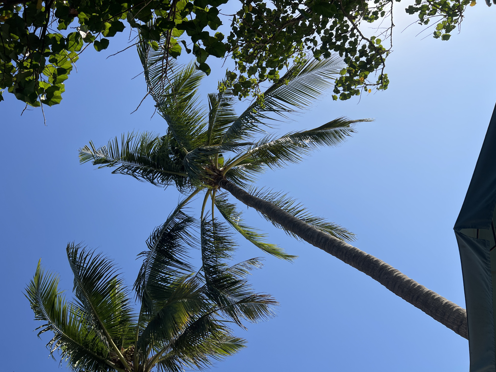 The image depicts a clear, vibrant blue sky dominating the frame, with the sun likely positioned above and slightly to the right of the viewpoint, casting a bright, even light. In the foreground, a dark green canopy of what appears to be an umbrella or tent edge is visible at the bottom, partially obscuring the base of a tall, textured palm tree trunk. The trunk extends diagonally upwards from the bottom left towards the center of the image.
On the left side of the frame, the feathery fronds of two palm trees fan out against the sky, their green leaves catching the sunlight. On the right side, the branches and lush green leaves of another tree, possibly a tropical variety, frame the sky. The foliage is dense and healthy, with some branches extending into the open sky. The overall scene suggests a tropical or subtropical outdoor setting, possibly a beachside resort or a park, consistent with locations in Kuta, Indonesia, known for its beaches and palm trees. No people or specific activities are depicted. The composition is a low-angle shot looking directly upwards.