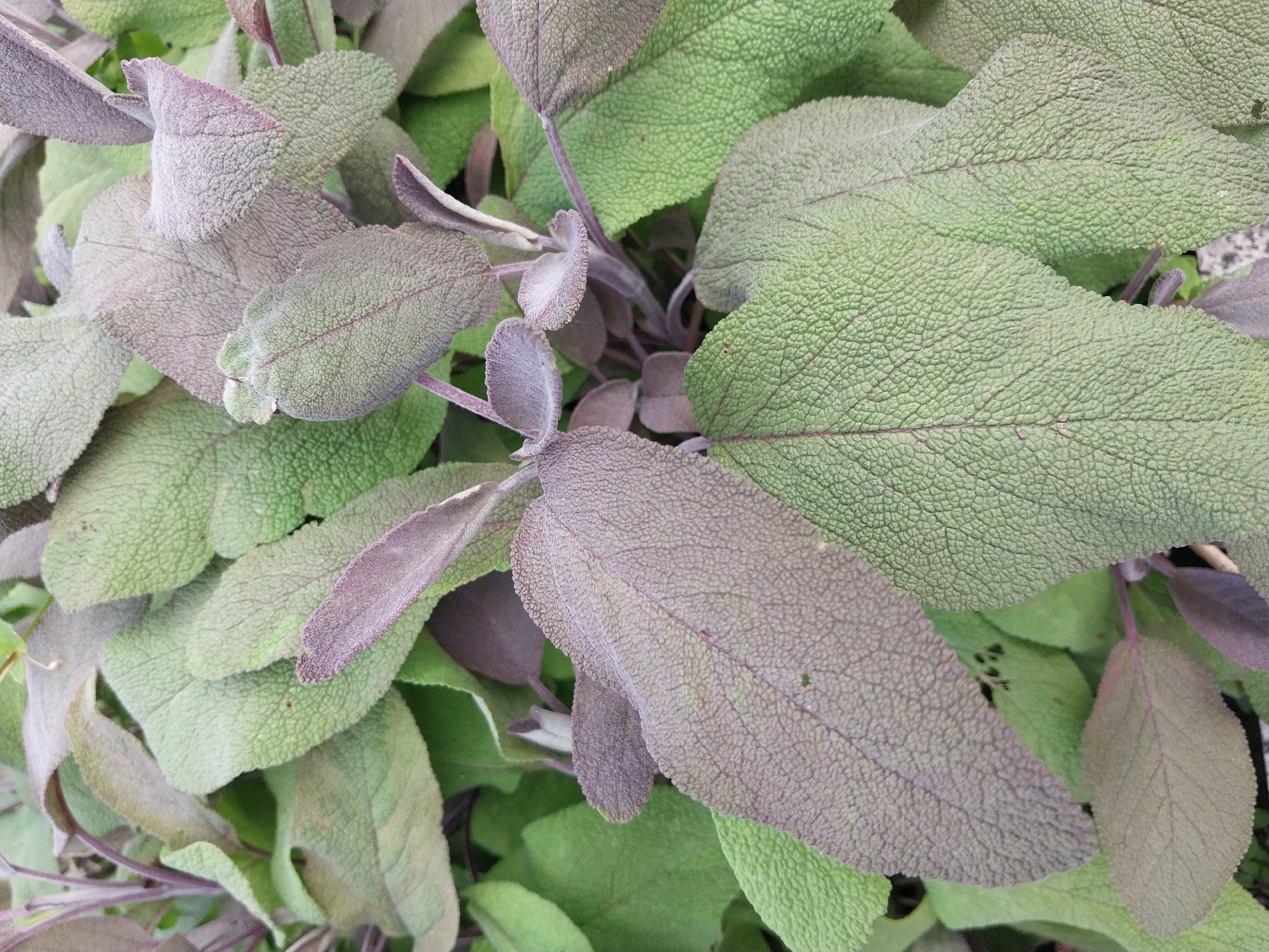 A close-up, overhead shot captures a cluster of sage plants in a garden setting. The leaves exhibit a textured, slightly fuzzy surface, with some displaying a purplish hue and others a muted green. The plants are densely packed, obscuring the ground and any surrounding elements, implying an outdoor urban garden in Dnipro, Ukraine. There are no people or animals visible in the image.