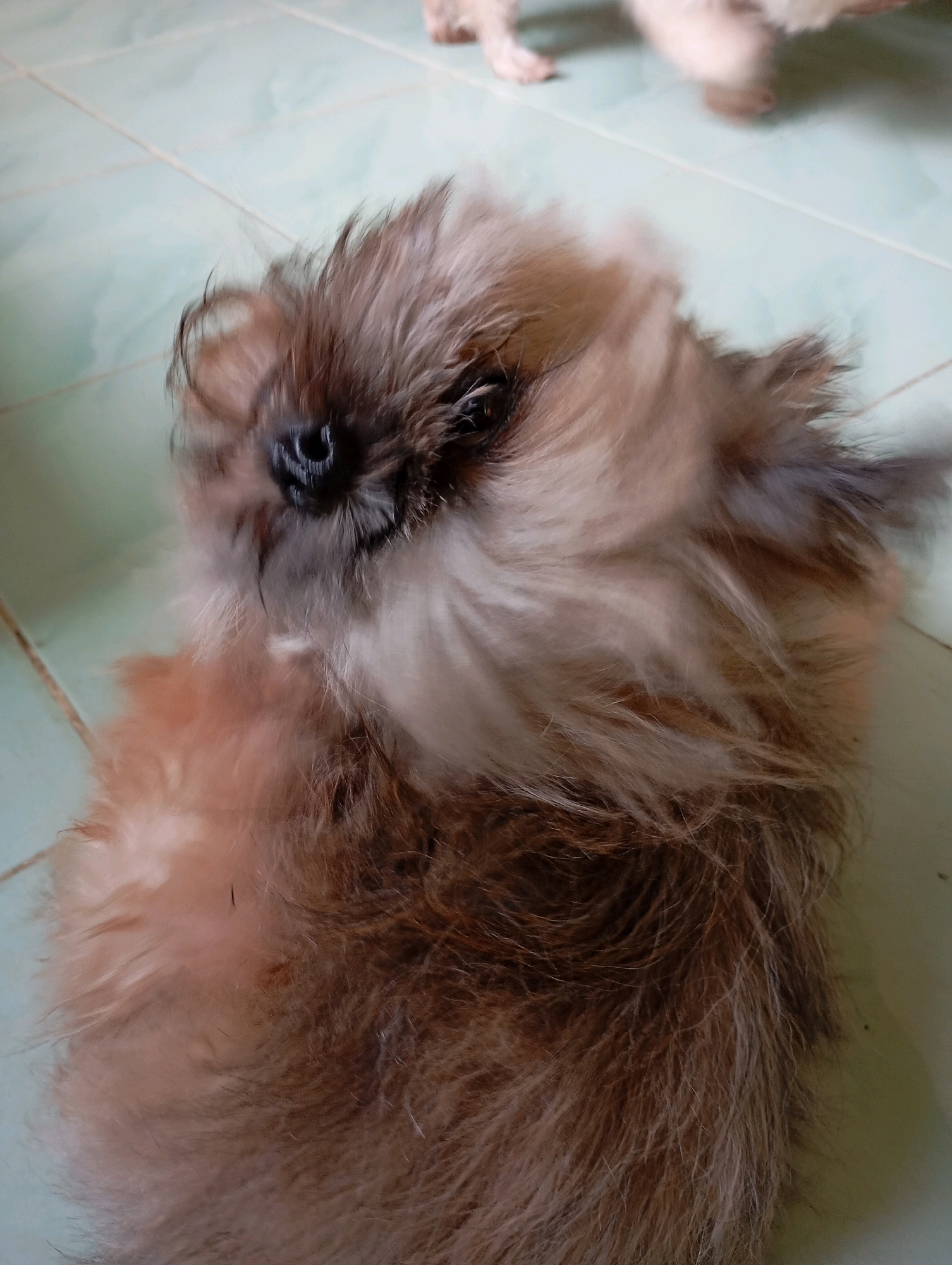 The image shows a close-up, low-angle shot of a fluffy, light brown and dark brown dog lying on its back on a light green tiled floor. The dog's head is tilted to the left, and its eyes are not visible due to its fur. Its nose is dark and appears wet. The fur is long and appears somewhat disheveled, with some strands falling over its face. The floor tiles are visible in the background, with grout lines forming a grid pattern. The lighting suggests it is indoors, possibly in a home. The image has a slightly blurry quality, likely due to motion blur from the dog's movement or the camera's focus. The environment depicted is consistent with an indoor setting in Balikpapan, Indonesia, where domestic pets are common.