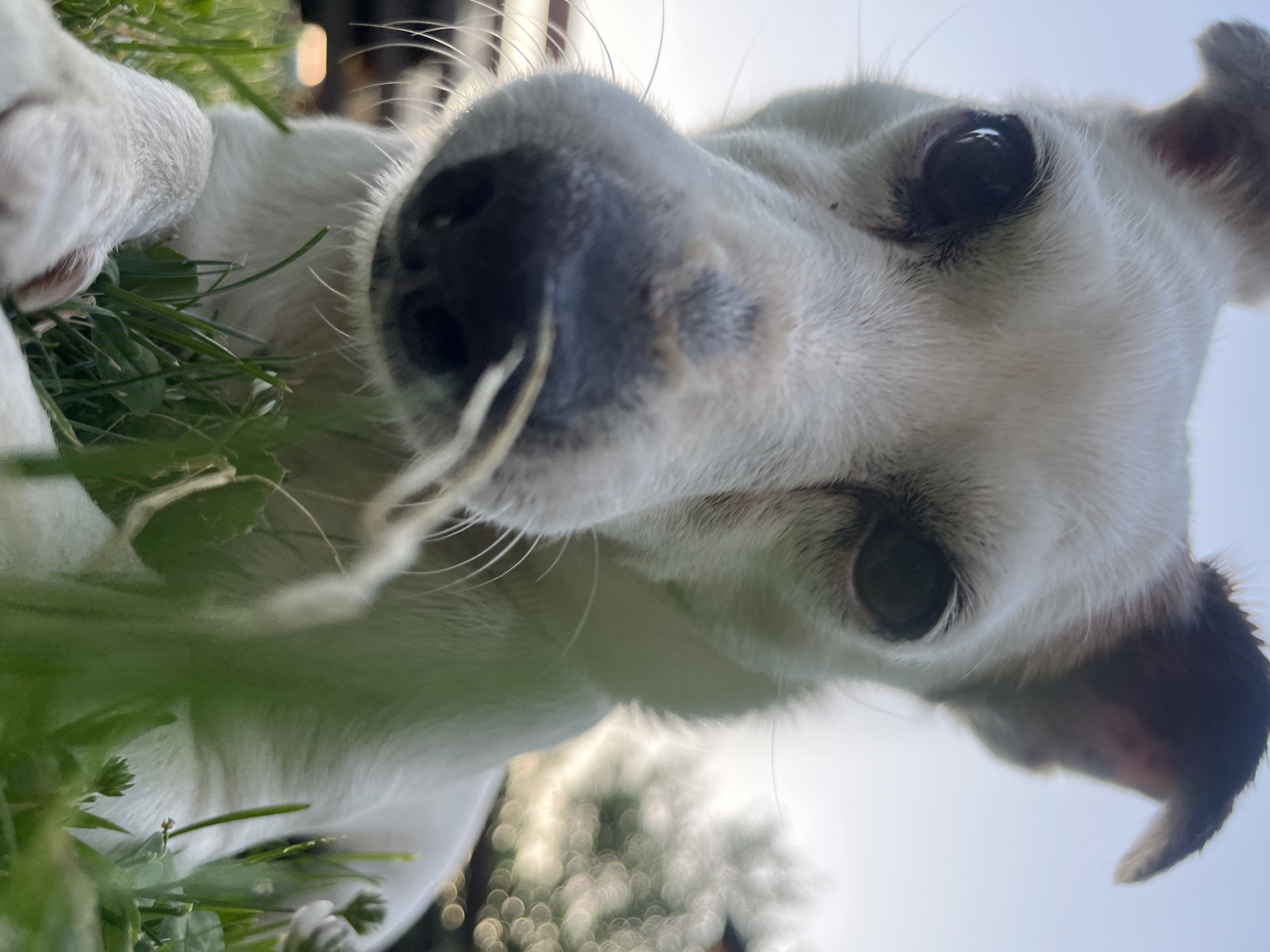 This is a close-up, low-angle photograph of a white dog with black markings on its ears and a black nose. The dog is lying in green grass, with blades of grass obscuring the lower part of its face and body. The background is blurred, showing a bright sky and indistinct trees, suggesting an outdoor setting, possibly a yard or park. The dog is looking directly at the camera with dark eyes. There is no indication of the location being Vladaya, Bulgaria.