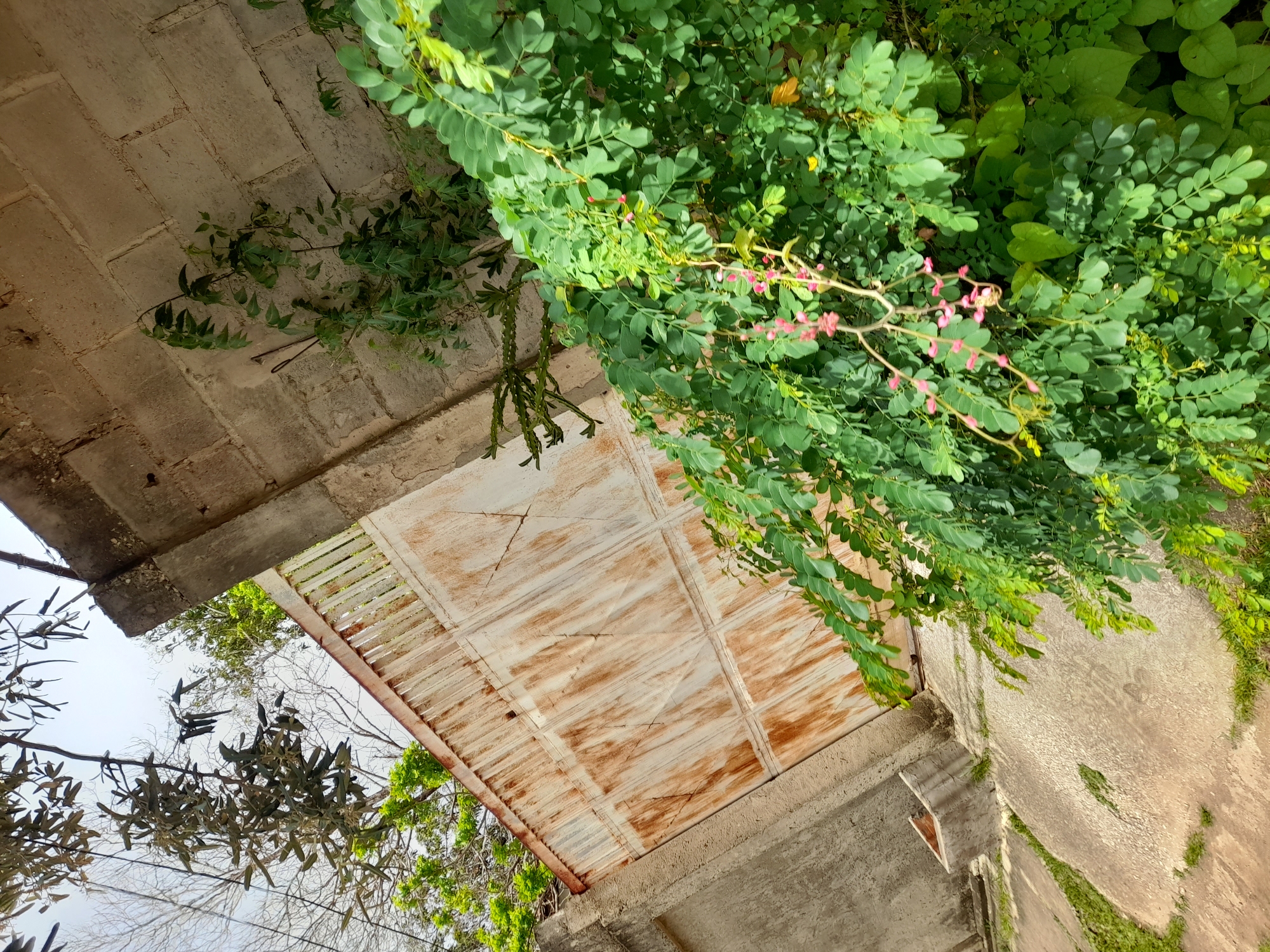 The image depicts a weathered, off-white metal gate with prominent rust streaks, set within a textured concrete wall. The gate is flanked by concrete structures and overgrown with lush green foliage. A cluster of small pink flowers is visible on a vine that winds through the dense leaves. The ground in front of the gate appears to be paved with large concrete slabs, interspersed with patches of grass. In the background, a section of a brick wall is visible, also partially covered by greenery. The overall scene suggests an outdoor setting, possibly in a residential or industrial area, with a sense of neglect or age due to the condition of the gate and the overgrowth. The image does not contain any people. The location is identified as Santa Ana, Venezuela.