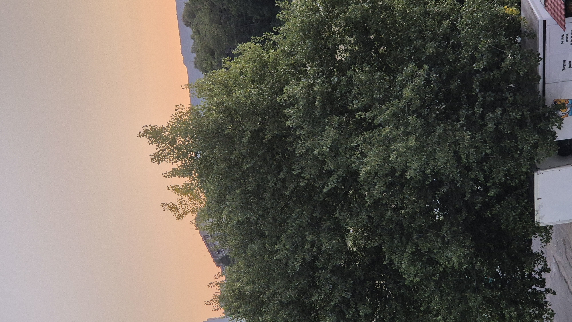 The image captures a twilight scene in Lovech, Bulgaria, dominated by the dense foliage of a large deciduous tree in the foreground. The sky above displays a soft gradient of peach and pale orange, indicative of sunset or sunrise. In the background, the silhouettes of buildings and a mountain range are faintly visible against the sky, suggesting an urban or semi-urban environment. The lower portion of the image shows the top of a white vehicle, possibly a truck or trailer, with some text visible on its side, although the lettering is indistinct. The overall impression is one of a serene, natural setting with man-made structures at a distance.