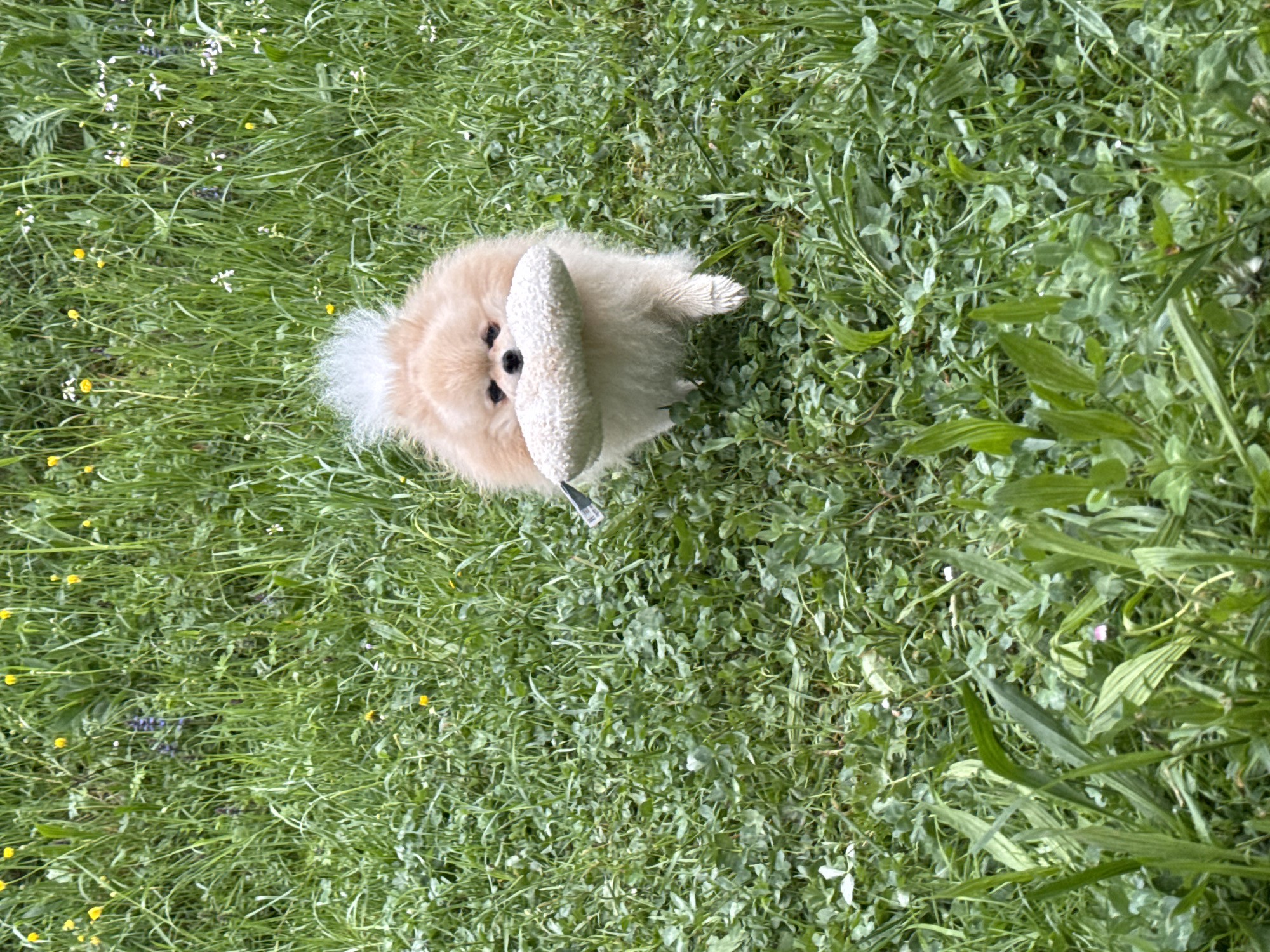A tan Pomeranian dog is standing on a green lawn with a white chew toy in its mouth. The lawn has various types of grasses and some small wildflowers. Location information is not available.
