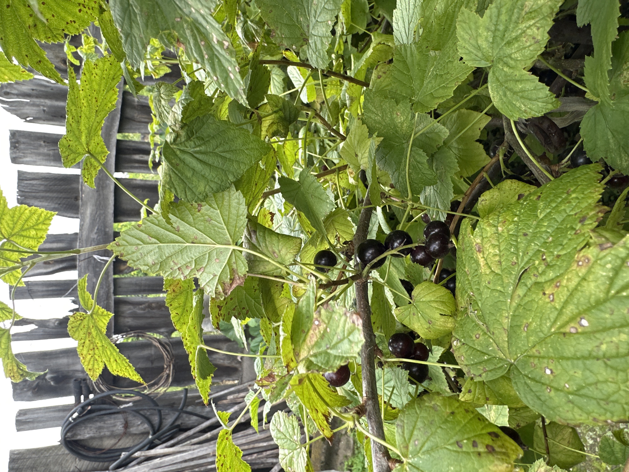 The image shows a close-up of a black currant bush with ripe berries against a blurred background of a weathered wooden fence. The leaves of the bush are green and some show signs of spotting. The fence appears to be made of vertical wooden planks, some of which are unevenly aged and discolored. On the left side of the fence, a coiled black cable and some wooden debris are visible. The overall impression is that of a rural or garden setting in Yermakovskoye, Russia. No people are present in the image.