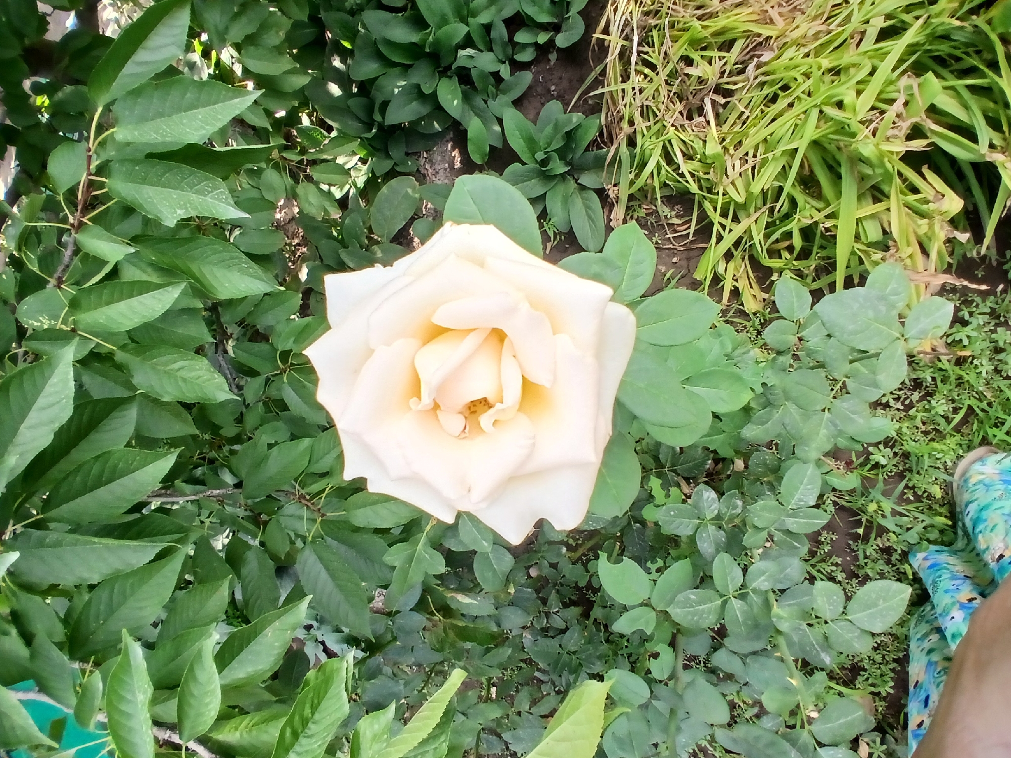 A single, pale yellow rose is in full bloom, positioned in the center of the frame, surrounded by lush green foliage. The rose has many petals layered intricately, with hints of yellow at its center. The surrounding greenery includes various types of leaves and some dry, straw-like grass in the lower right corner. In the bottom left of the image, a portion of a person's legs is visible, wearing colorful patterned pants. The scene appears to be a garden setting, likely outdoors. There is no indication of the specific location within Коктал, Kazakhstan.