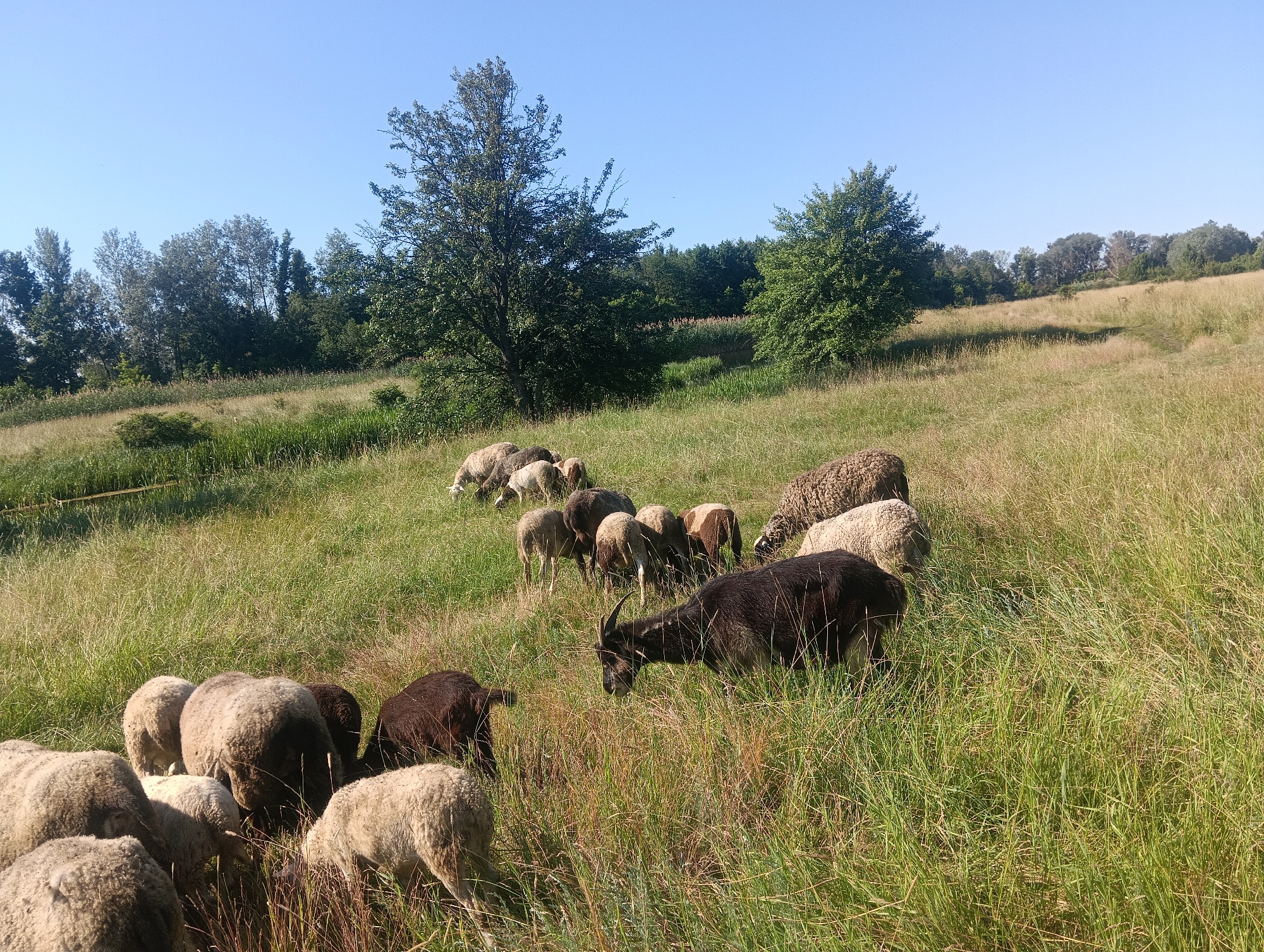This media file depicts a pastoral scene with a herd of sheep and a single goat grazing in a sun-drenched, grassy meadow. The subjects are spread across the frame, with some closer to the foreground and others further back towards a line of trees and a gentle incline. The sheep are varied in color, with some appearing white or light brown, and others a darker brown or black. They are all actively engaged in eating the tall grass. The goat, positioned centrally in the mid-ground, is darker in color and has prominent horns, distinguishing it from the sheep.
The setting is a natural landscape with rolling hills covered in lush, green and golden-brown grass, indicating a warm season, likely late summer or early autumn due to the dry, tall grass in some areas. The background is filled with a dense line of trees, suggesting a rural or wilderness environment. The sky is a clear, bright blue, implying fair weather and likely daytime, with the sunlight casting soft shadows and highlighting the textures of the grass and the animals' wool.
There are no visible people or man-made objects in the frame, emphasizing the natural and tranquil nature of the scene. The activity is solely focused on the animals' natural behavior of grazing. The overall impression is one of peace and a harmonious coexistence between the animals and their environment. The image appears to be taken outdoors, with the camera at ground level, looking slightly upwards towards the animals and the landscape. There is no visible text within the image.