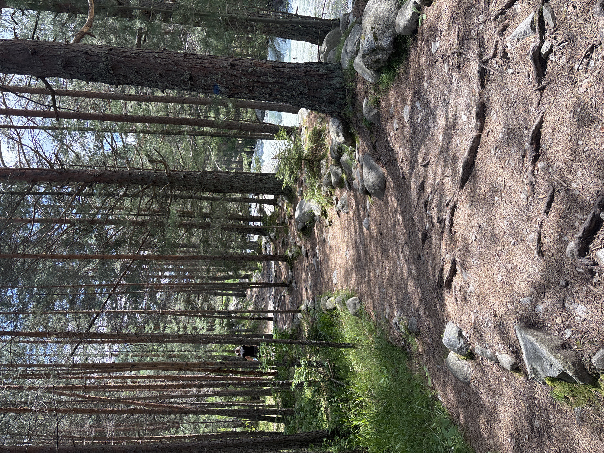 The image depicts a forested landscape near the city of Beli Iskar, Bulgaria. A dirt path, covered with pine needles and exposed tree roots, meanders through the scene, ascending into the distance. On the left side of the foreground, the path is bordered by a series of grey, moss-covered stones. A lone individual, viewed from behind and wearing a dark shirt and shorts, walks further up the path on the left.
Tall, slender coniferous trees, primarily pines with brown bark, dominate the composition, their vertical trunks extending upwards, some allowing glimpses of a bright blue sky. A blue trail marker is visible on the bark of a large tree trunk positioned to the right of the path in the mid-ground. To the right of the path, a fast-flowing river with visible white water rapids is partially obscured by trees and large rocks. The river's current appears strong and turbulent.
The ground features patches of green undergrowth, including grass and small plants, particularly to the left of the path. Numerous large, grey boulders, some covered with moss, are scattered throughout the forest floor, particularly along the riverbank and bordering the path. Sunlight filters through the tree canopy, creating dappled light and distinct shadows on the ground.