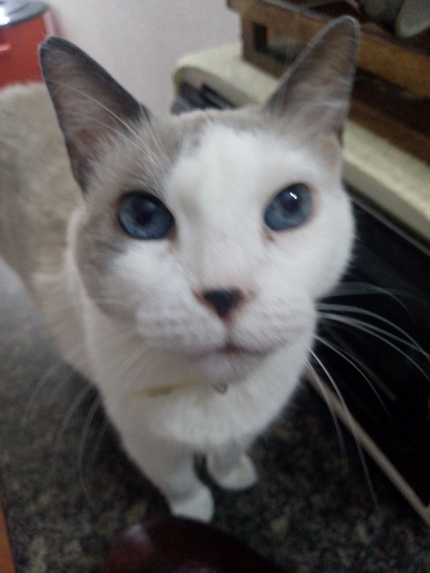 A close-up, slightly out-of-focus shot shows the face of a domestic cat. The cat has white fur with light grey markings on its ears and face. Its eyes are a striking blue, and it has a pink nose. The background is blurred, showing hints of a dark surface and some wooden furniture. There is no indication of the specific location within Caracas, Venezuela, or any other city. The image captures a still moment of the cat looking towards the camera.